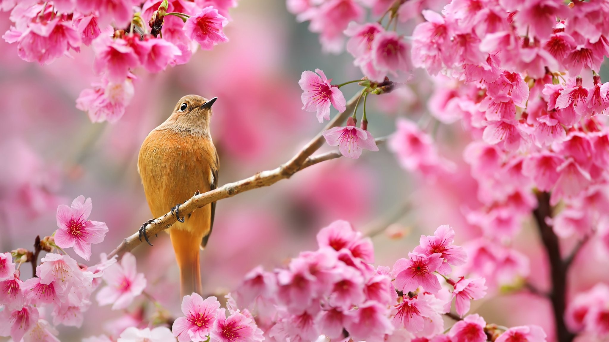 2048x1152 Bird Sitting On Cherry Blossom Tree 4k 2048x1152 Resolution