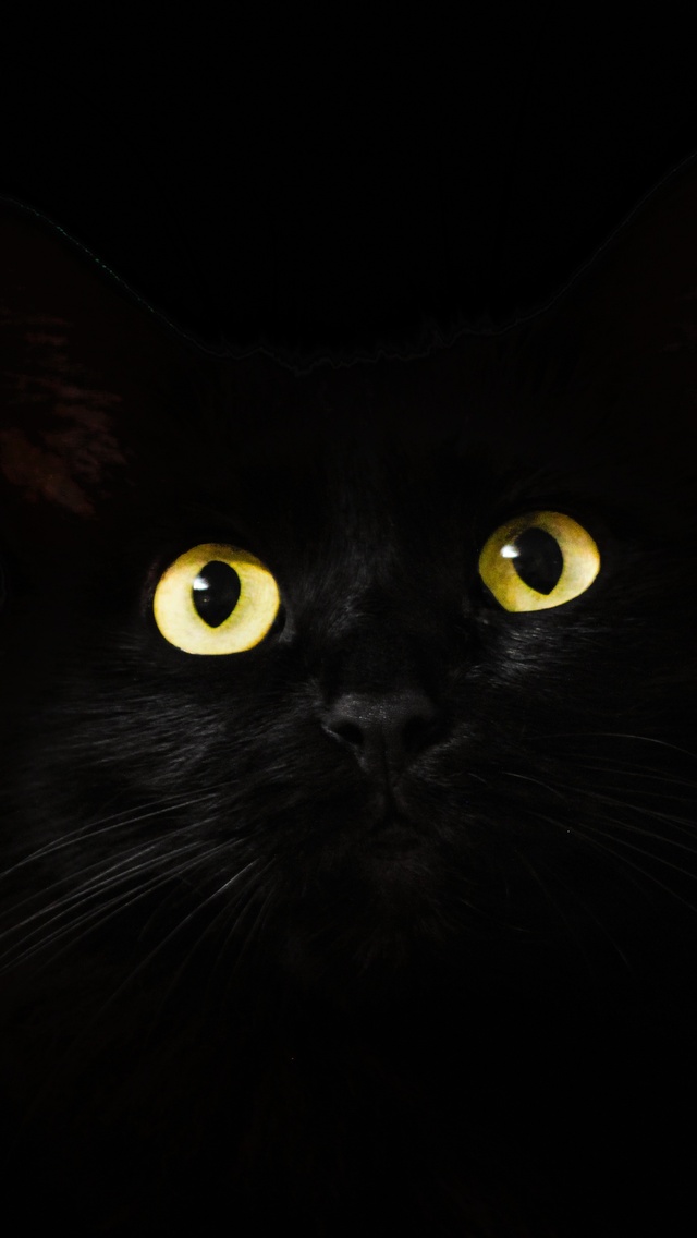 640x1136 Black Cat Eyes Dark 5k iPhone 5,5c,5S,SE ,Ipod Touch HD 4k  Wallpapers, Images, Backgrounds, Photos and Pictures
