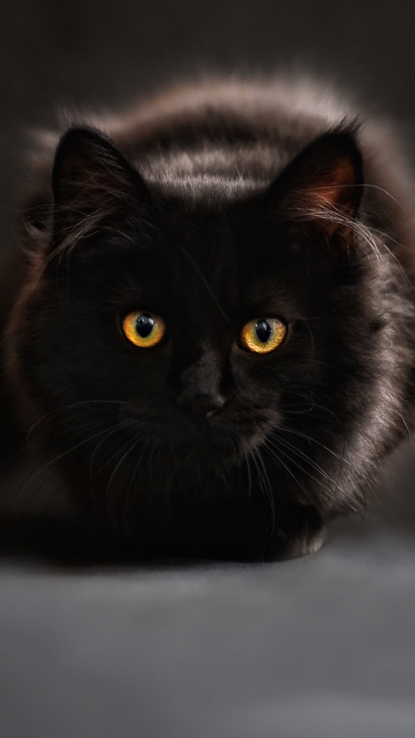 1440x2560 Black  Cat  Glowing Eyes 4k  Samsung Galaxy S6 S7 
