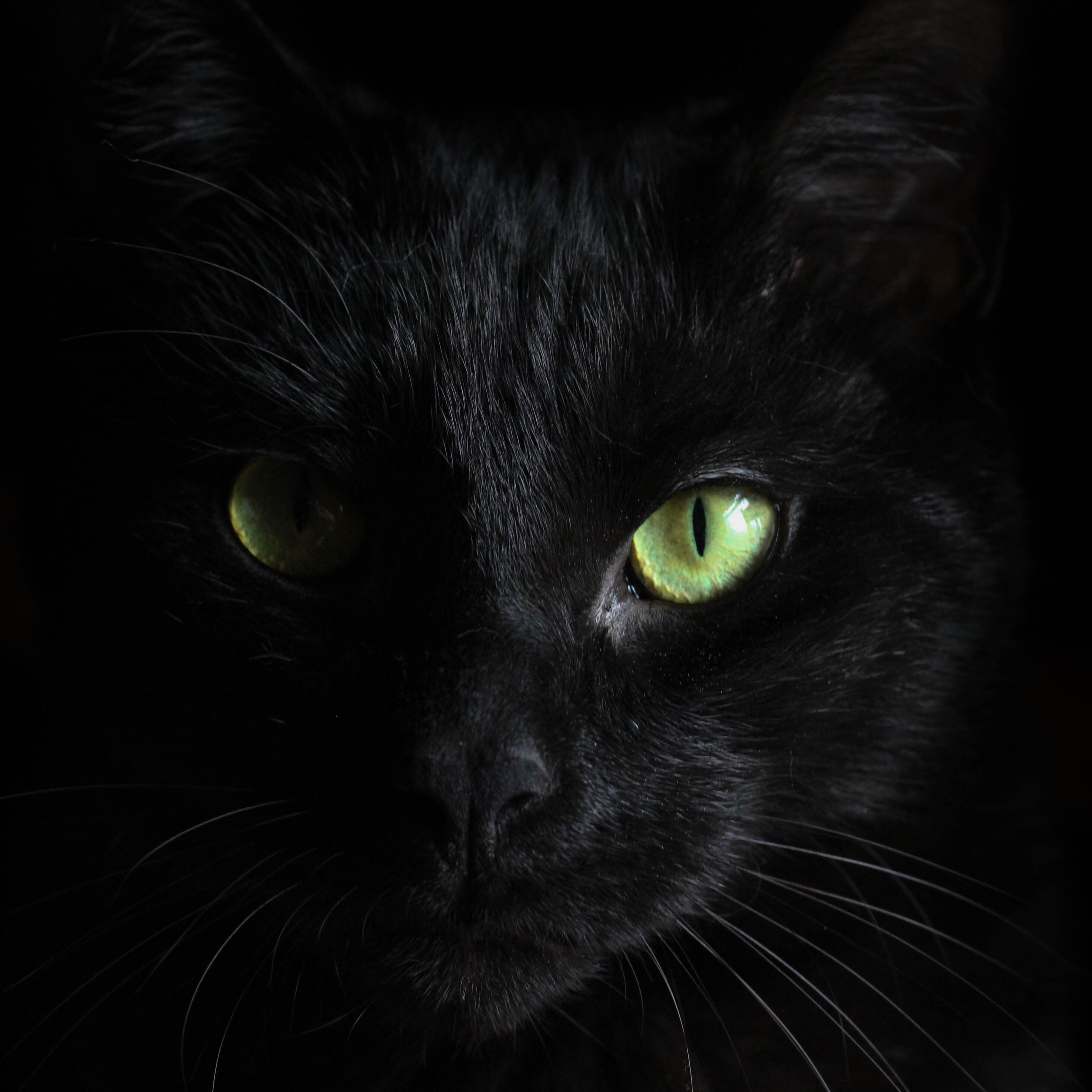 2932x2932 Black Cat Green Eyes Ipad Pro Retina Display HD 4k Wallpapers,  Images, Backgrounds, Photos and Pictures