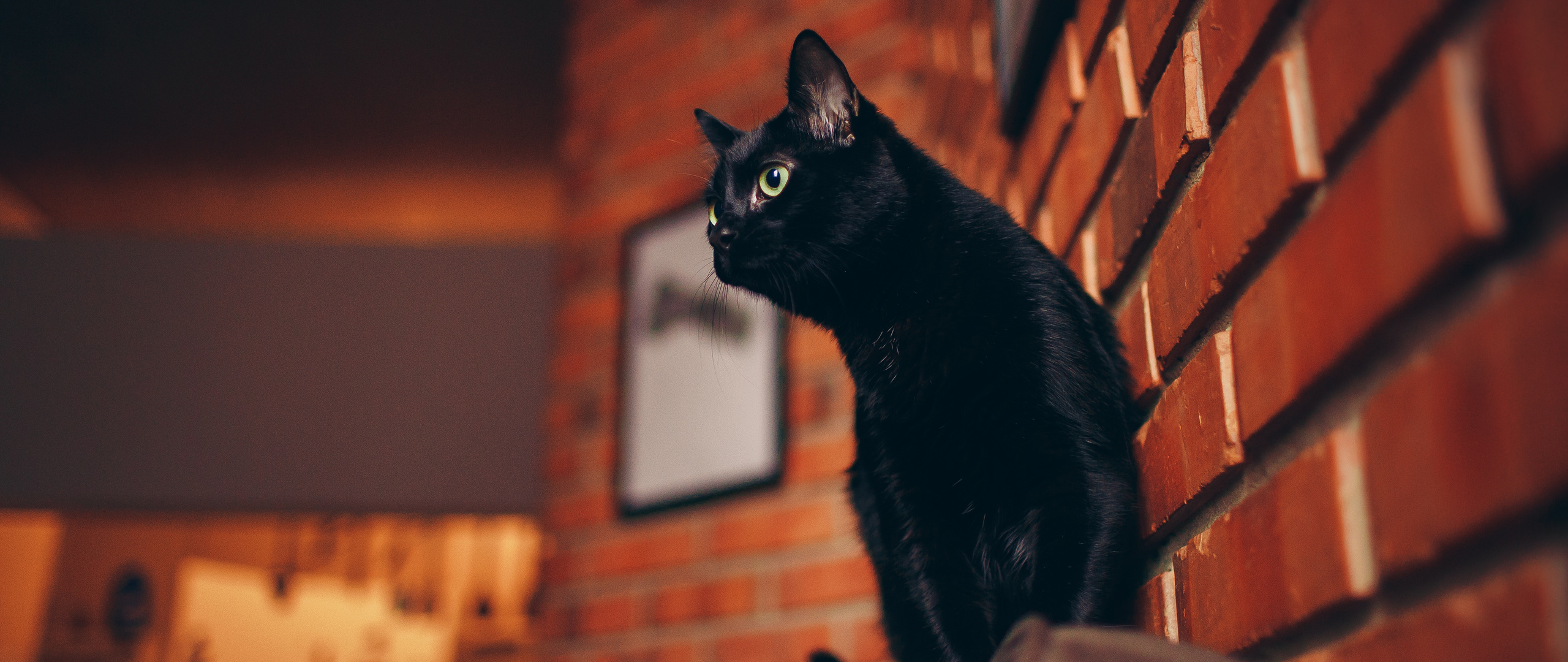 black-cat-portrait-5k-sw-2560x1080.jpg