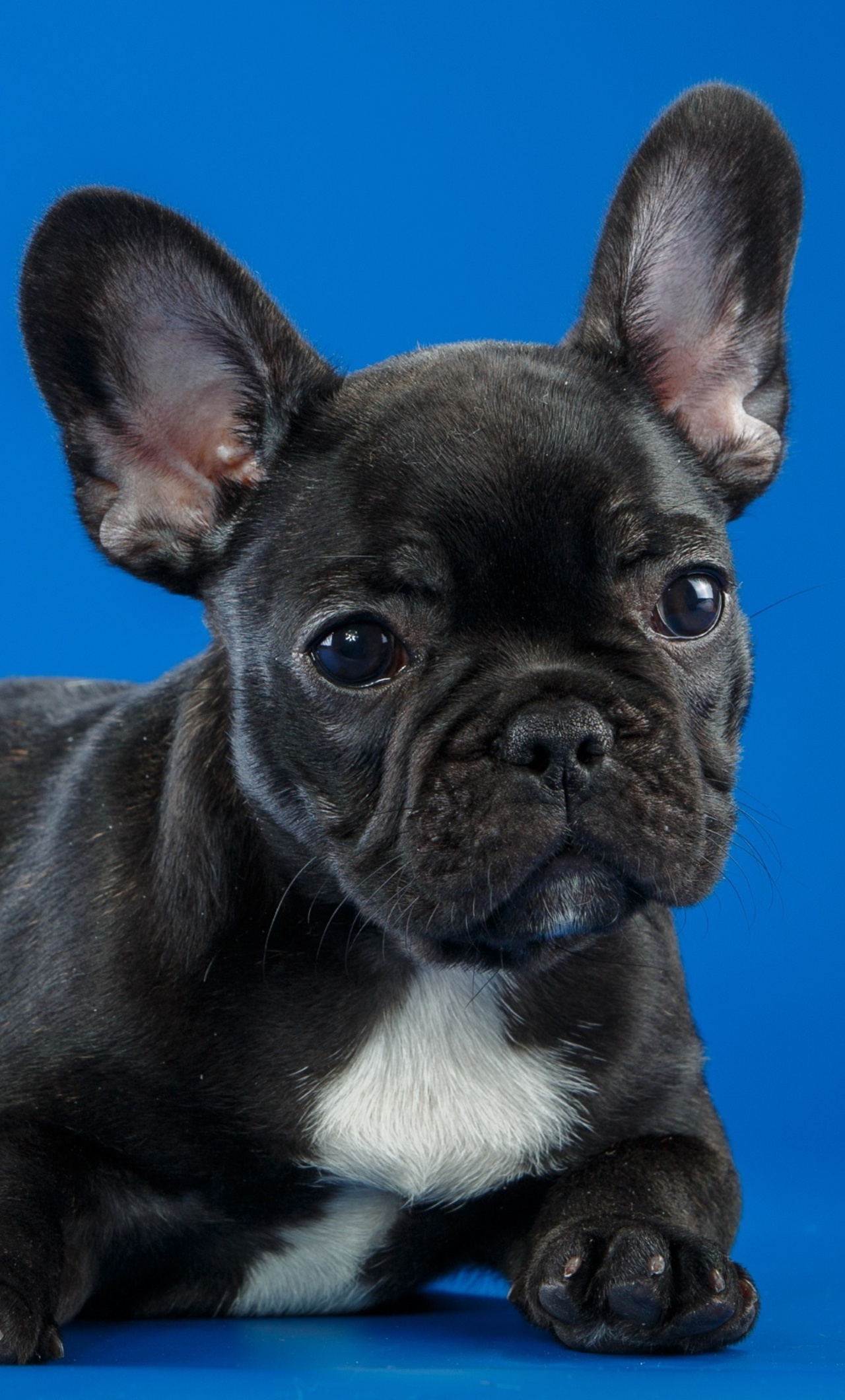 1280x2120 Black French Bulldog Cute Puppy iPhone 6+ HD 4k