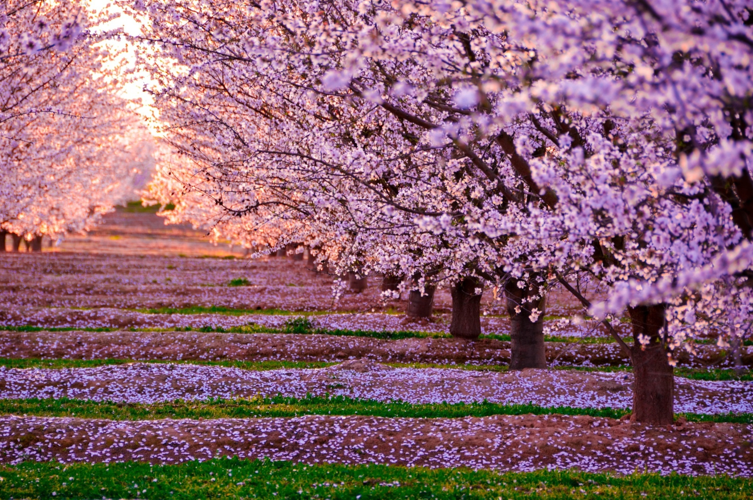 Sakura blossom. Черри блоссом май. Черри блоссом дерево. Сакура черри блоссом. Сакура дерево цветение.