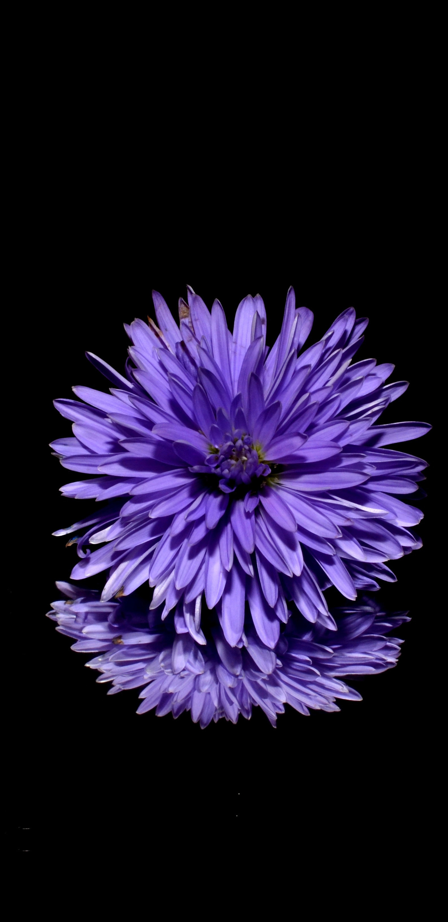 1440x2960 Blossom Purple Flower Black Background Reflection