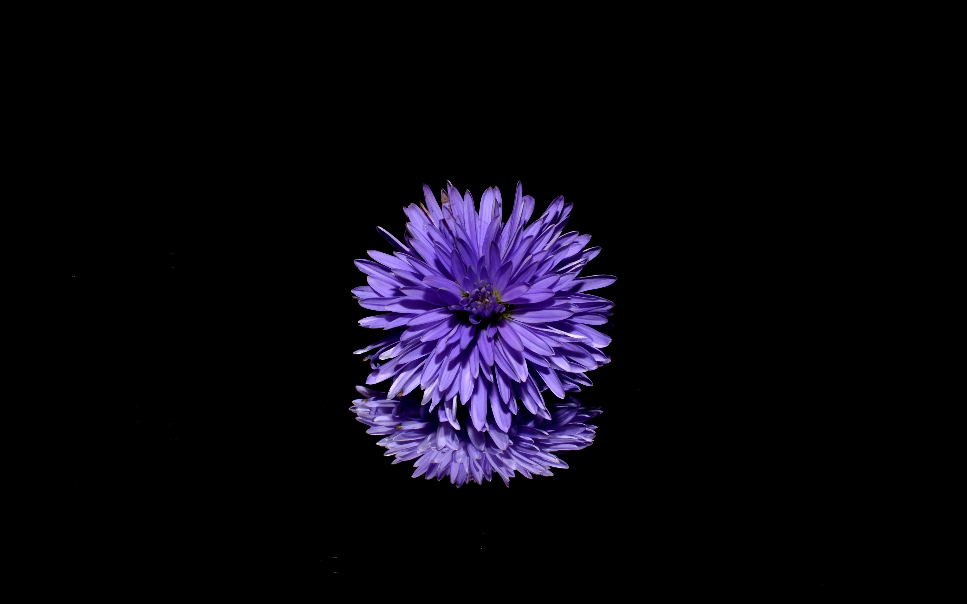 blossom-purple-flower-black-background-reflection-7r.jpg