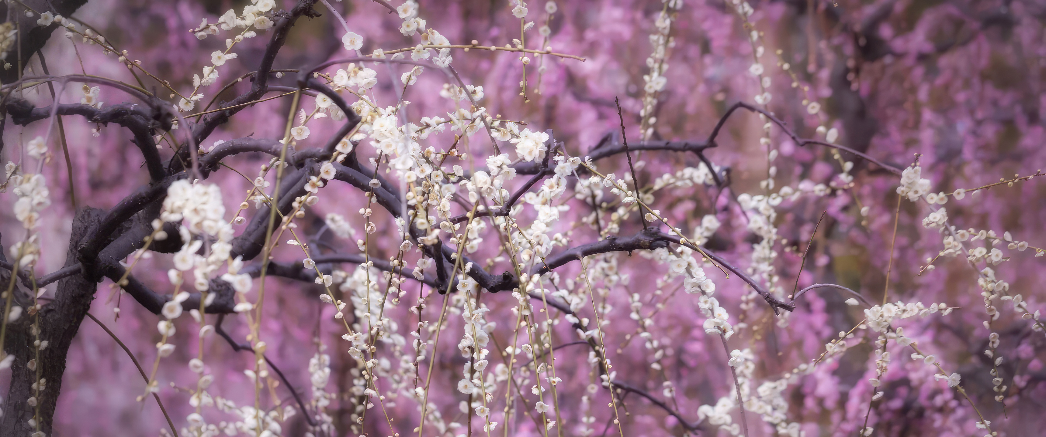 3440x1440 Blossoms Blooming UltraWide Quad HD 1440P ,HD 4k Wallpapers ...