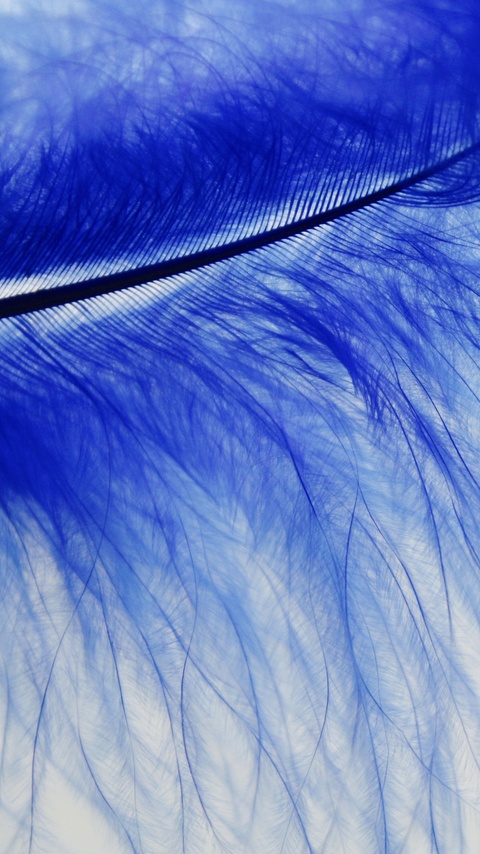 blue-feather-spring-texture-trend-3w.jpg