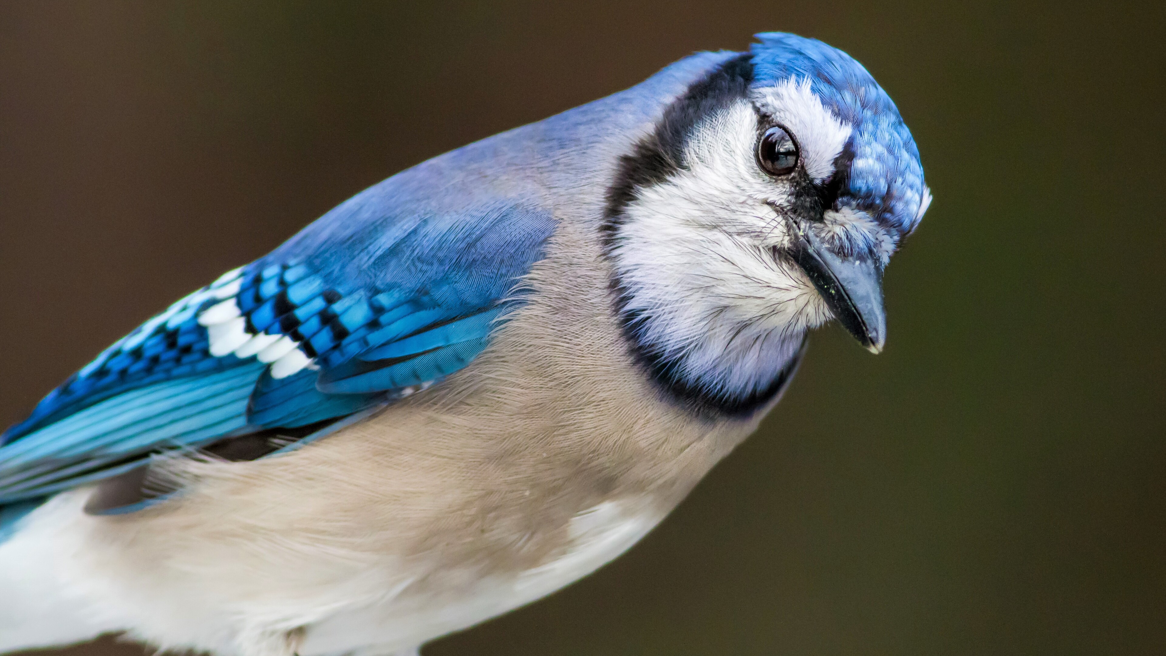 3840x2160 Blue Jay 4k HD 4k Wallpapers, Images, Backgrounds, Photos and