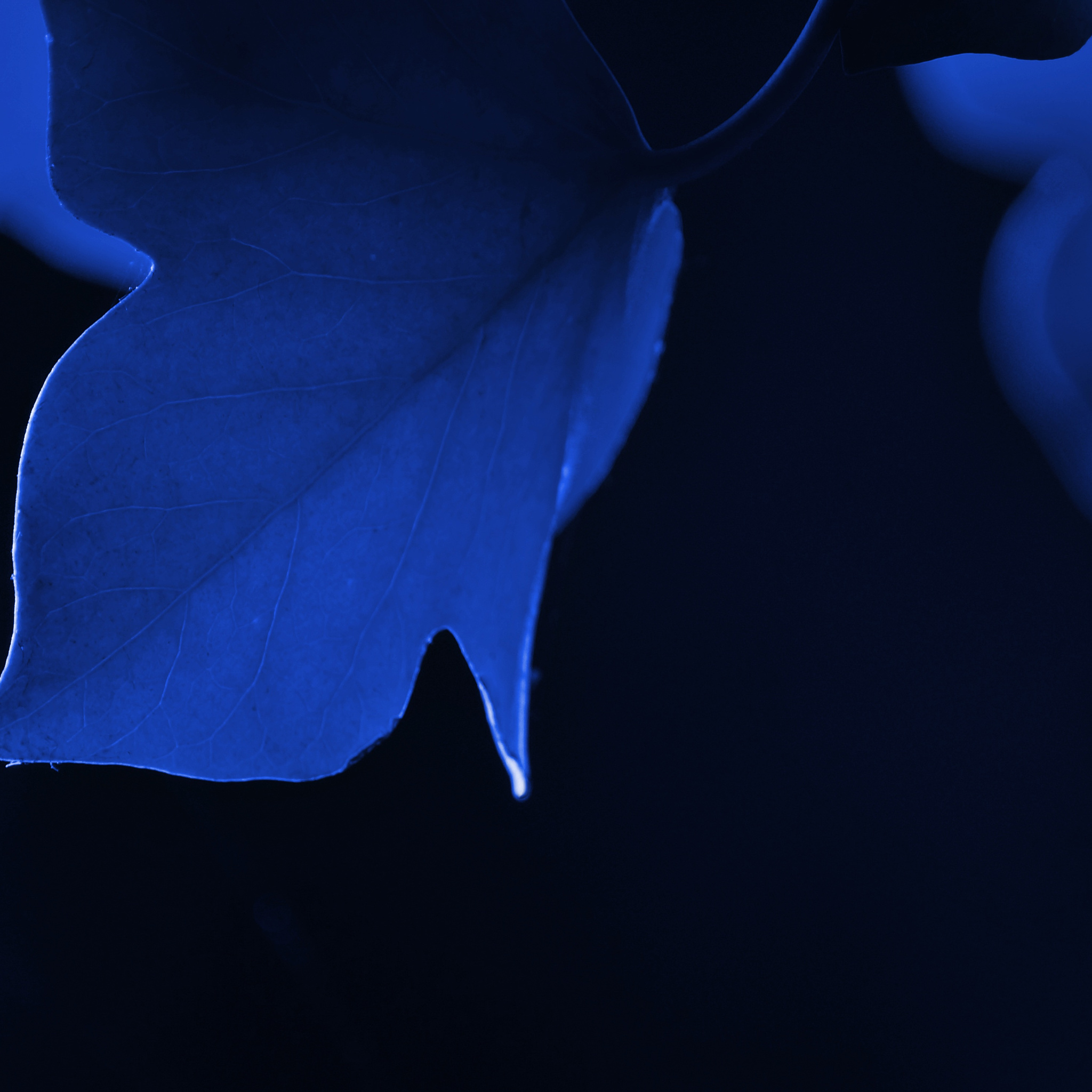 2048x2048 Blue Leaf Macro Ipad Air ,HD 4k Wallpapers,Images,Backgrounds