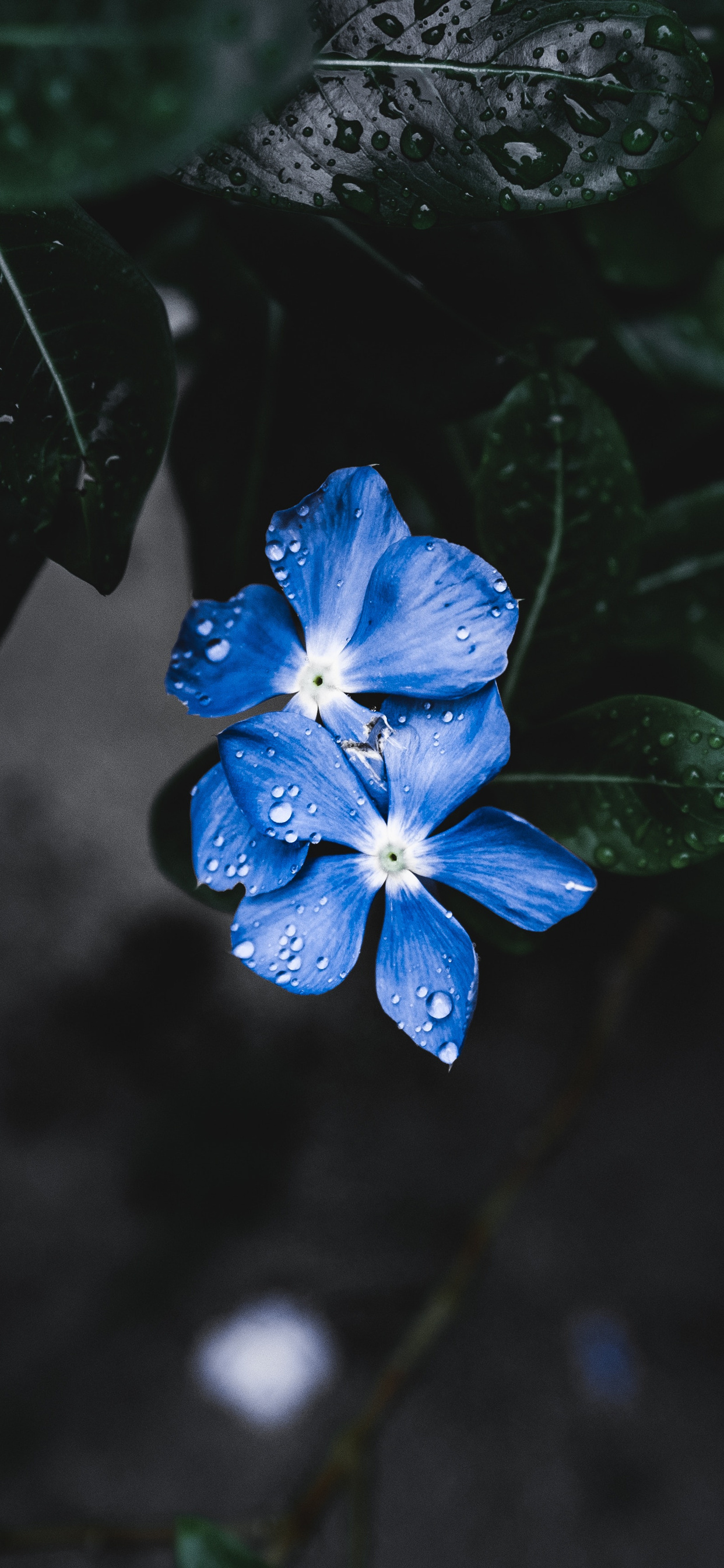 1242x2688 Blue Plant Flower Iphone Xs Max Hd 4k Wallpapers Images Backgrounds Photos And Pictures