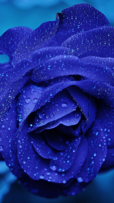 480x854 Blue Rose 4k Android One HD 4k Wallpapers, Images, Backgrounds,  Photos and Pictures