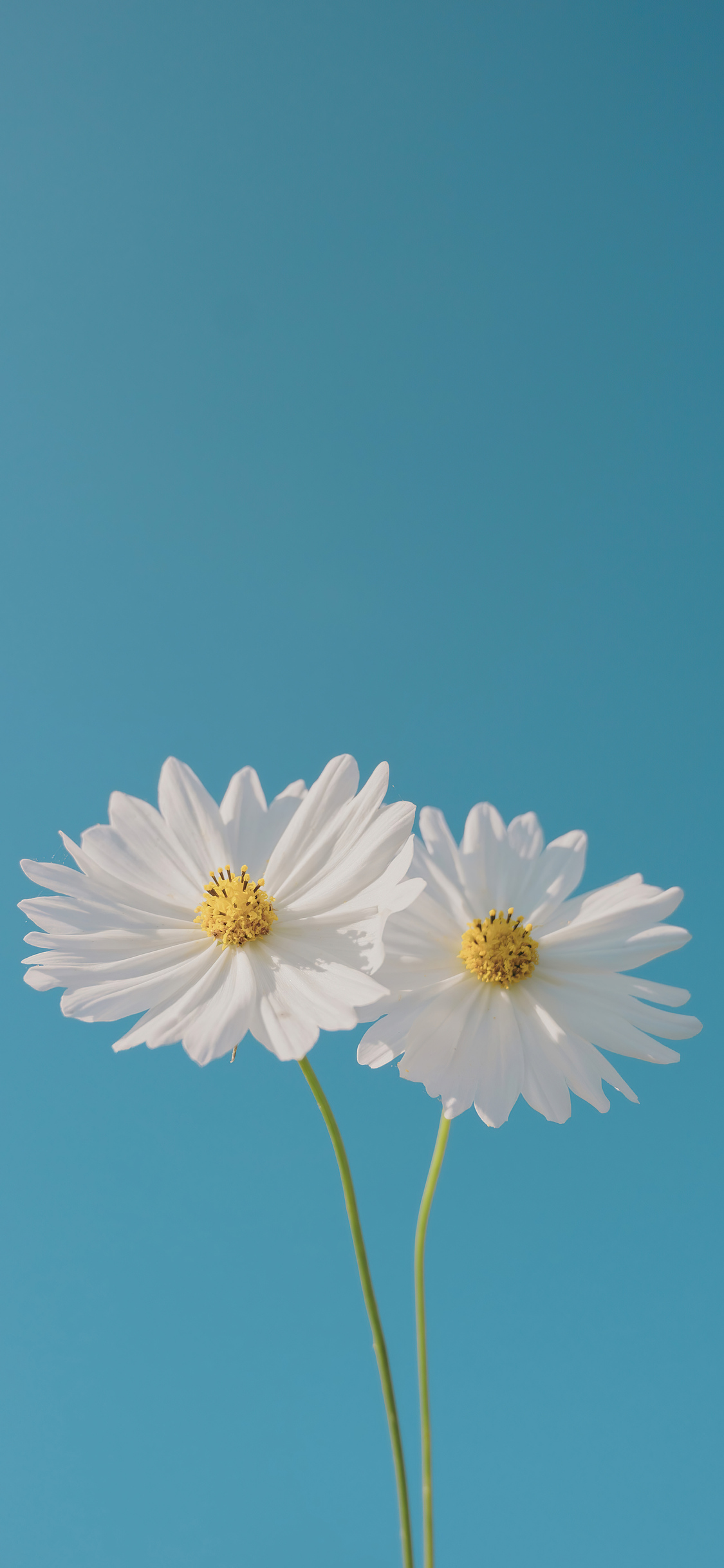 1125x2436 Blue Sky And Flower Iphone Xs