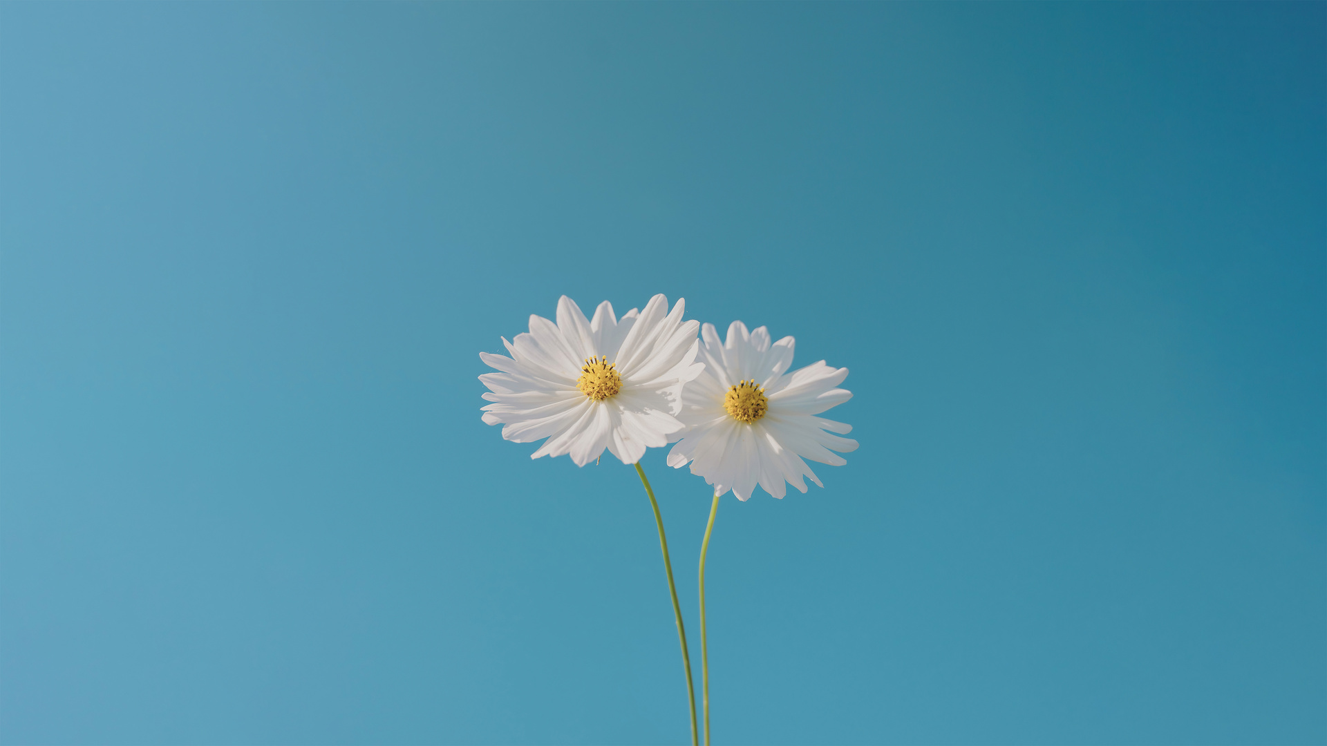 1920x1080 Blue Sky And Flower Laptop Full HD 1080P HD 4k Wallpapers 