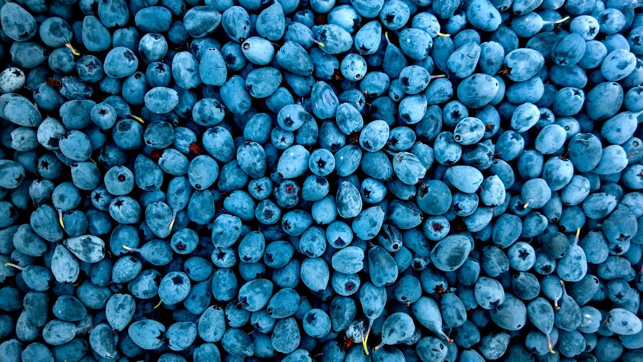 Blueberries Wallpaper In 1280x720 Resolution