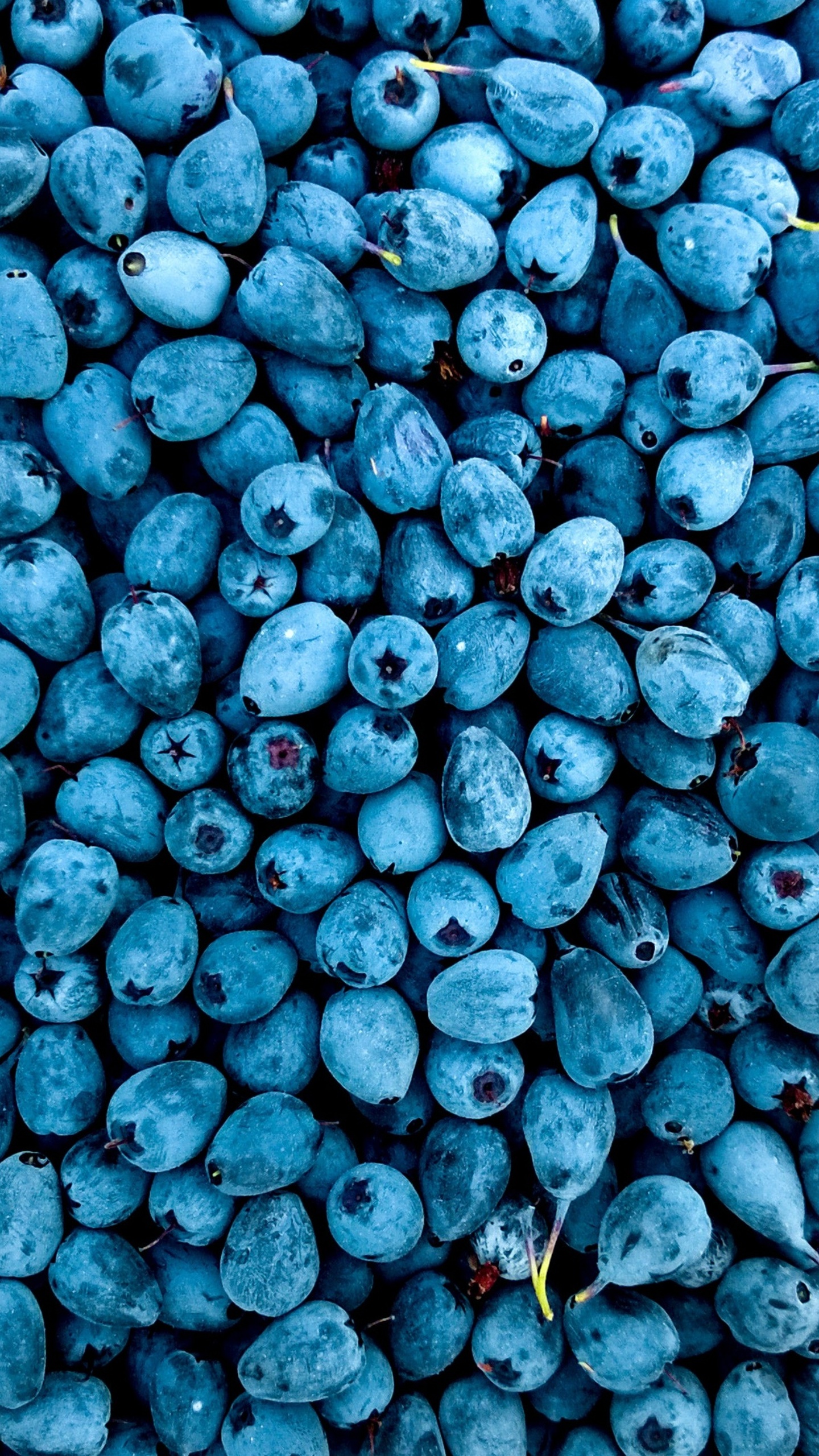 Blueberries Wallpaper In 1440x2560 Resolution
