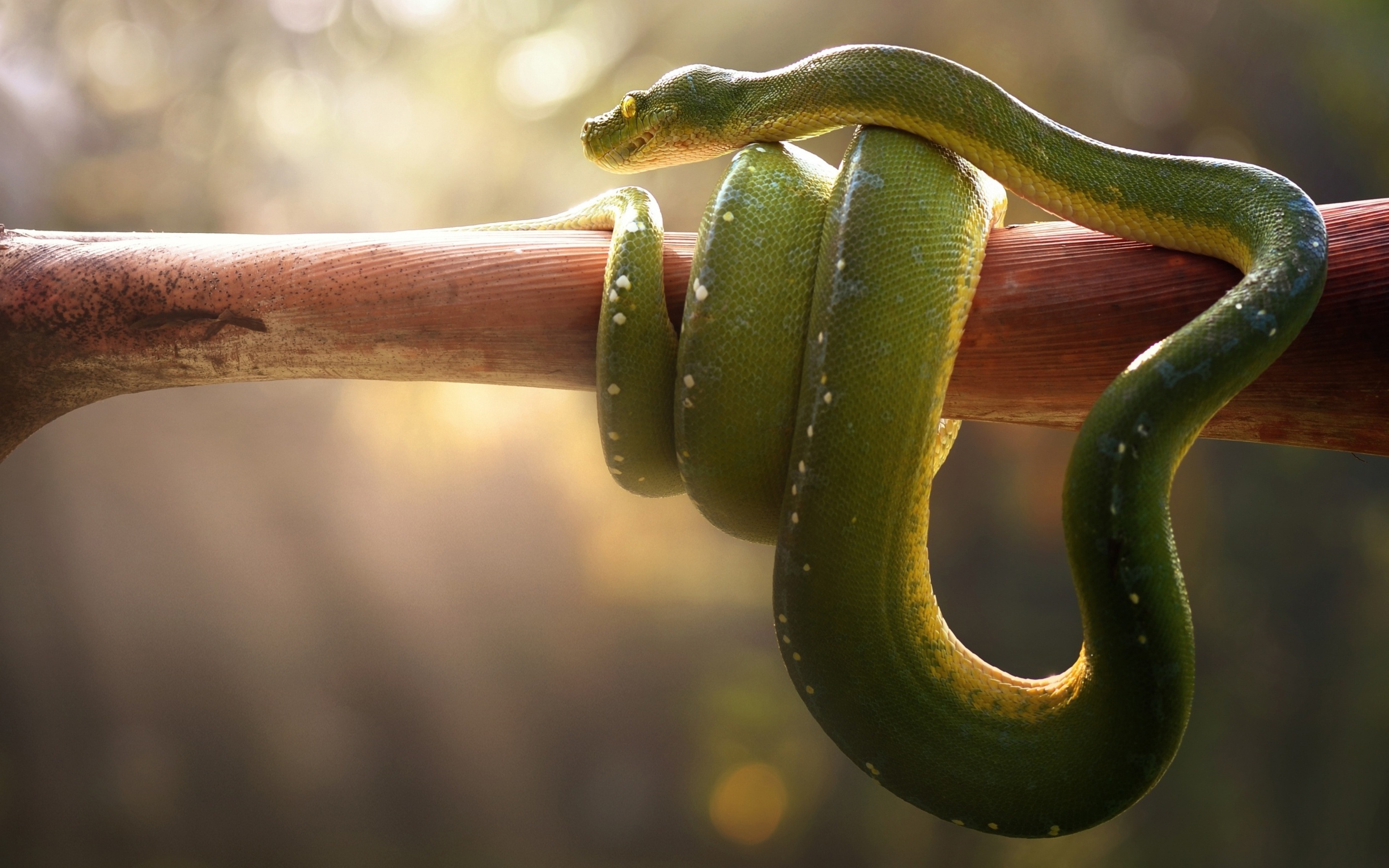 Змеи живут в тропическом лесу