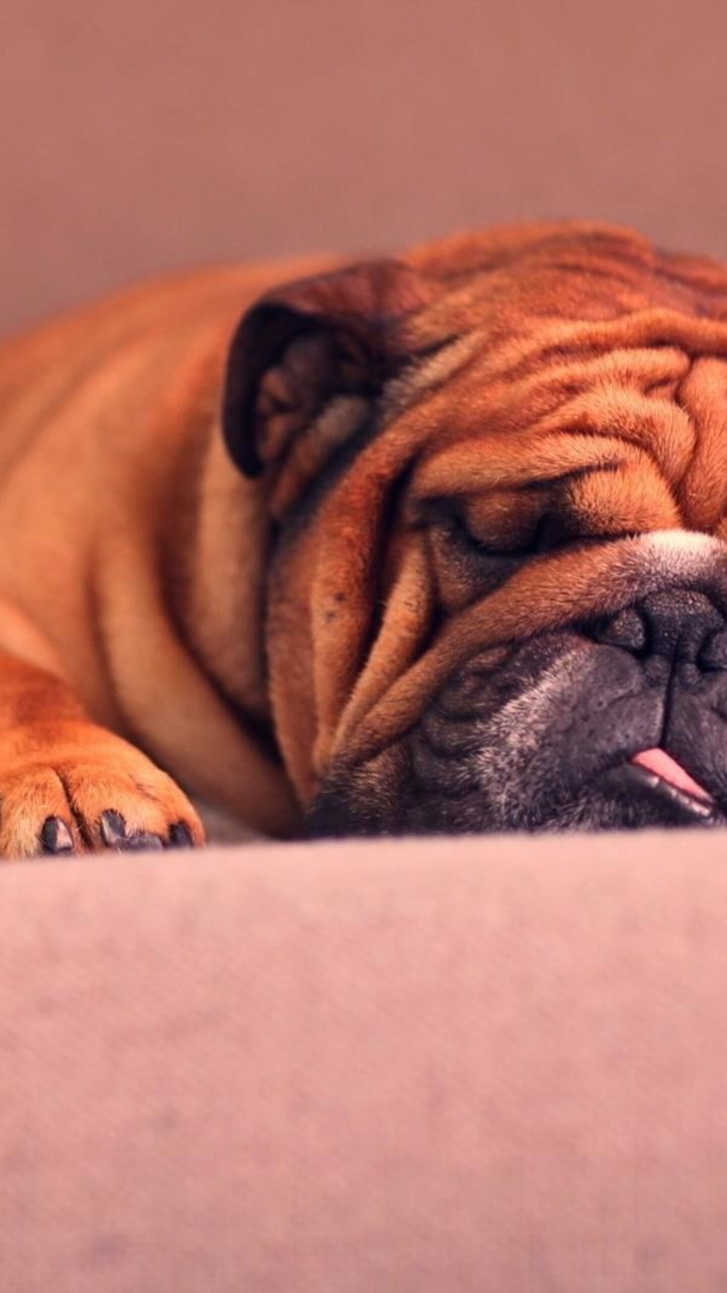 bull-dog-sleeping-image.jpg