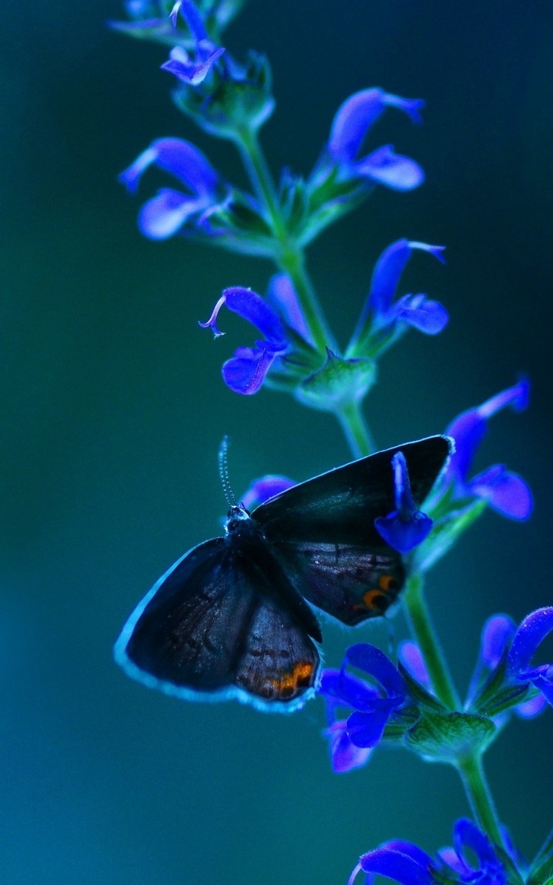 800x1280 Butterfly Blue Flowers Nexus 7,Samsung Galaxy Tab 10,Note ...