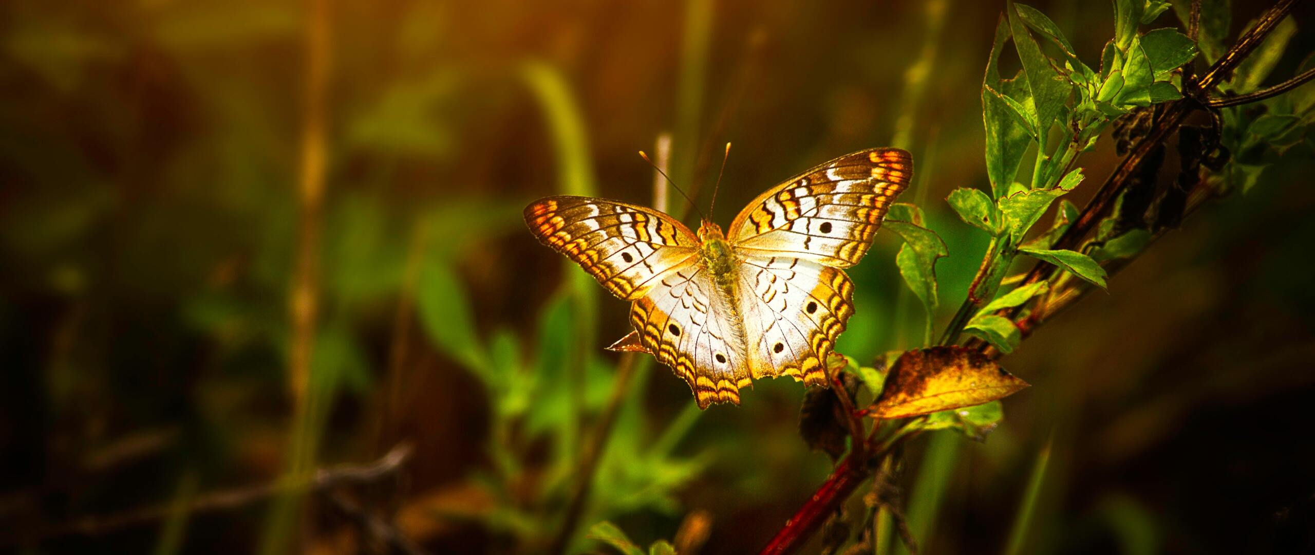 butterfly-on-leaf-sm-2560x1080.jpg
