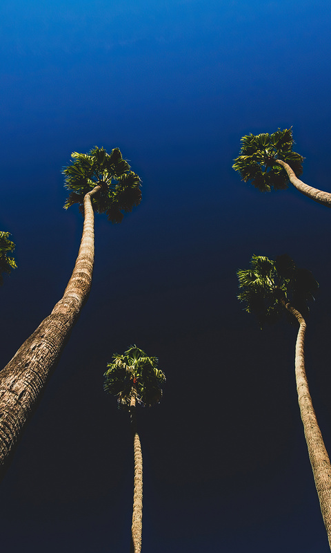 california-palm-trees-ul.jpg