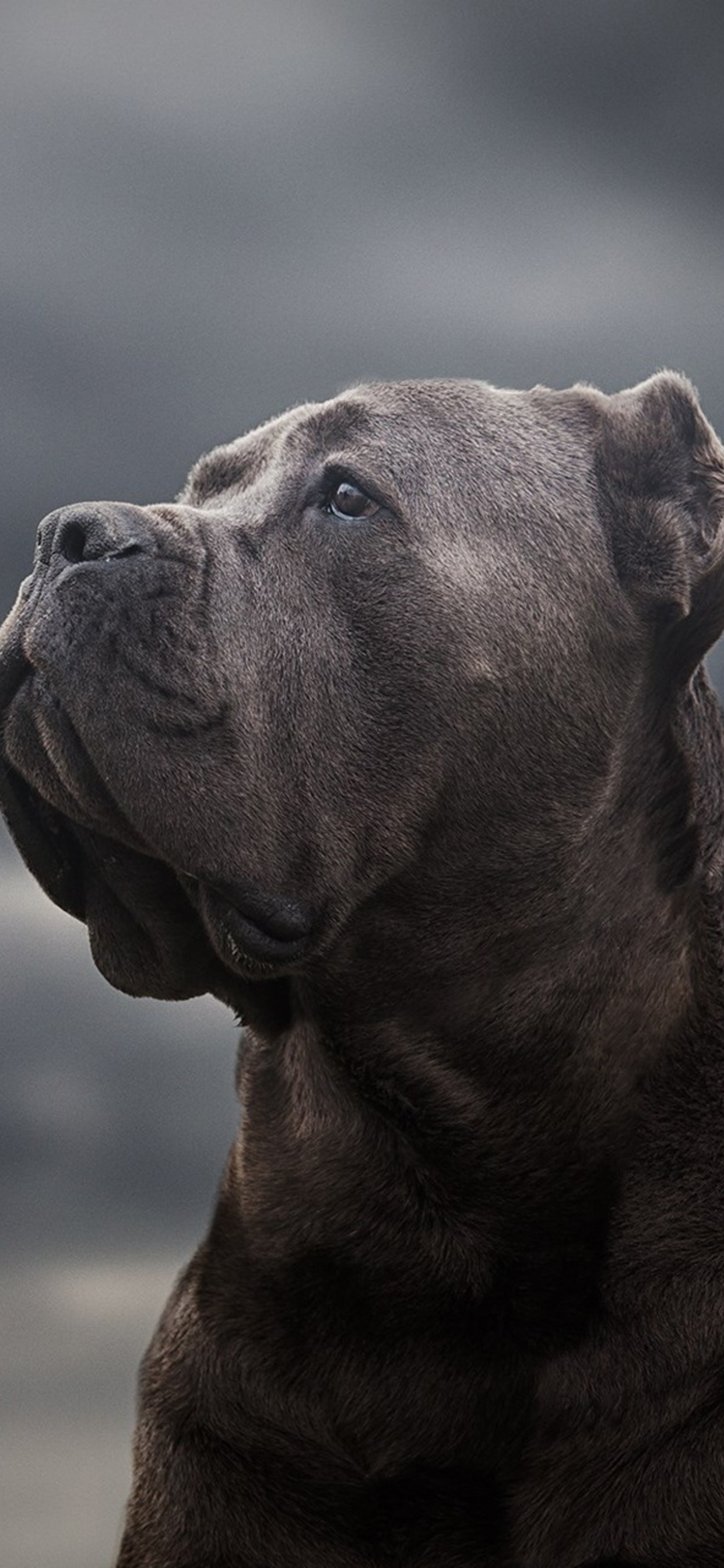 1242x2688 Cane Corso Iphone XS MAX HD 4k Wallpapers, Images