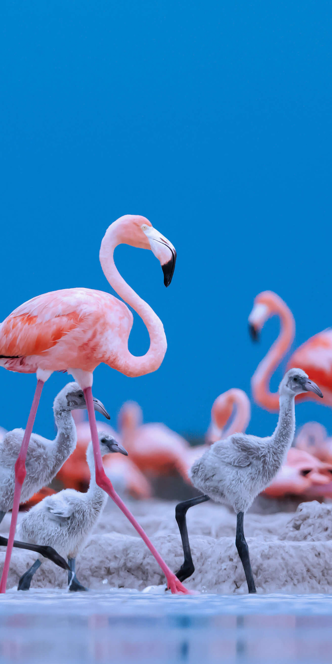 caribbean-flamingos-5k-ux.jpg