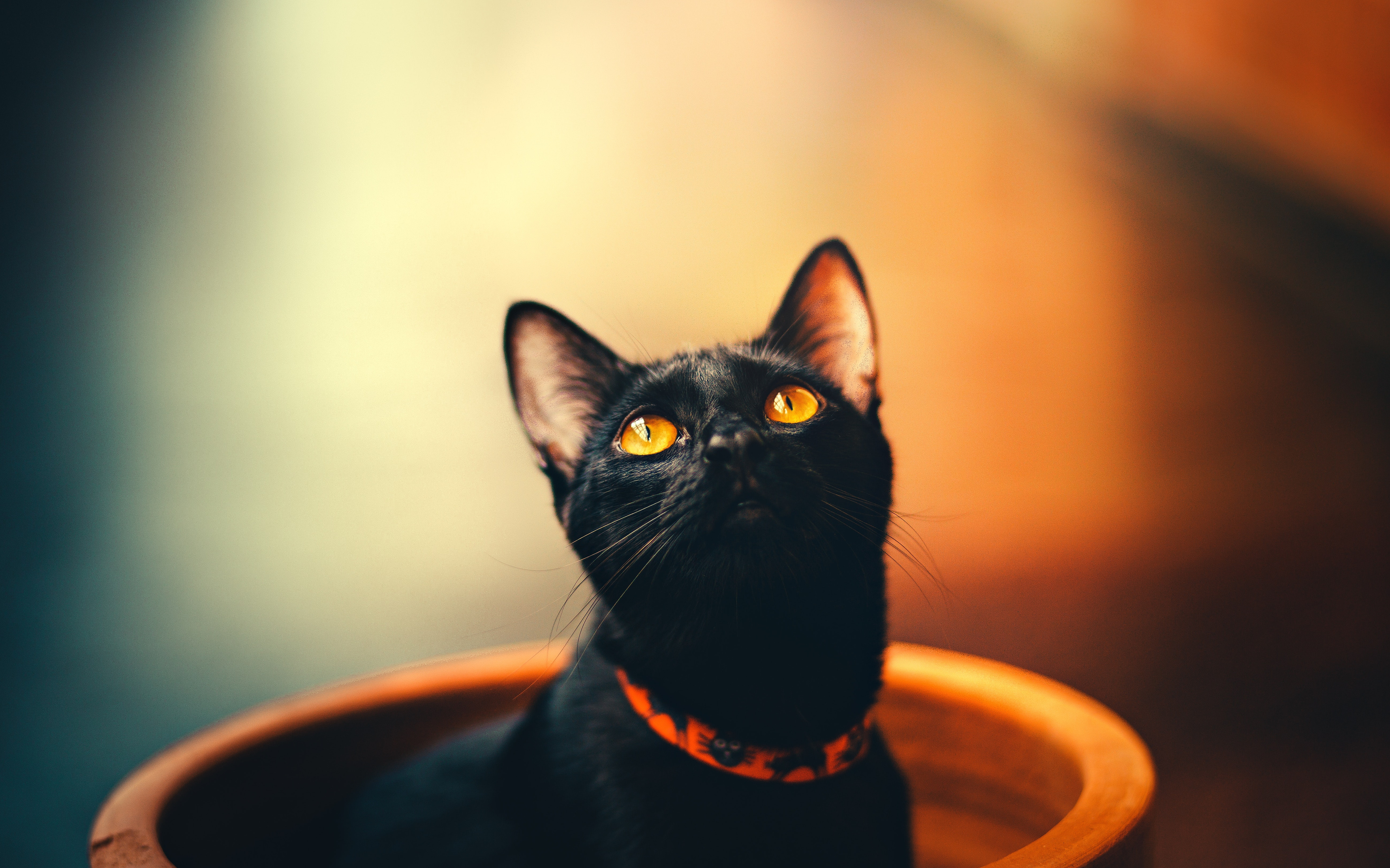 3840x2400 Cat 5k 4K HD 4k Wallpapers Images Backgrounds Photos And 