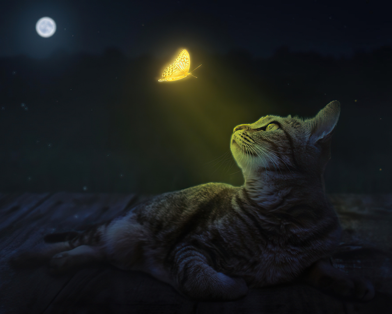 1280x1024 Cat And Butterfly Wallpaper,1280x1024 Resolution HD 4k