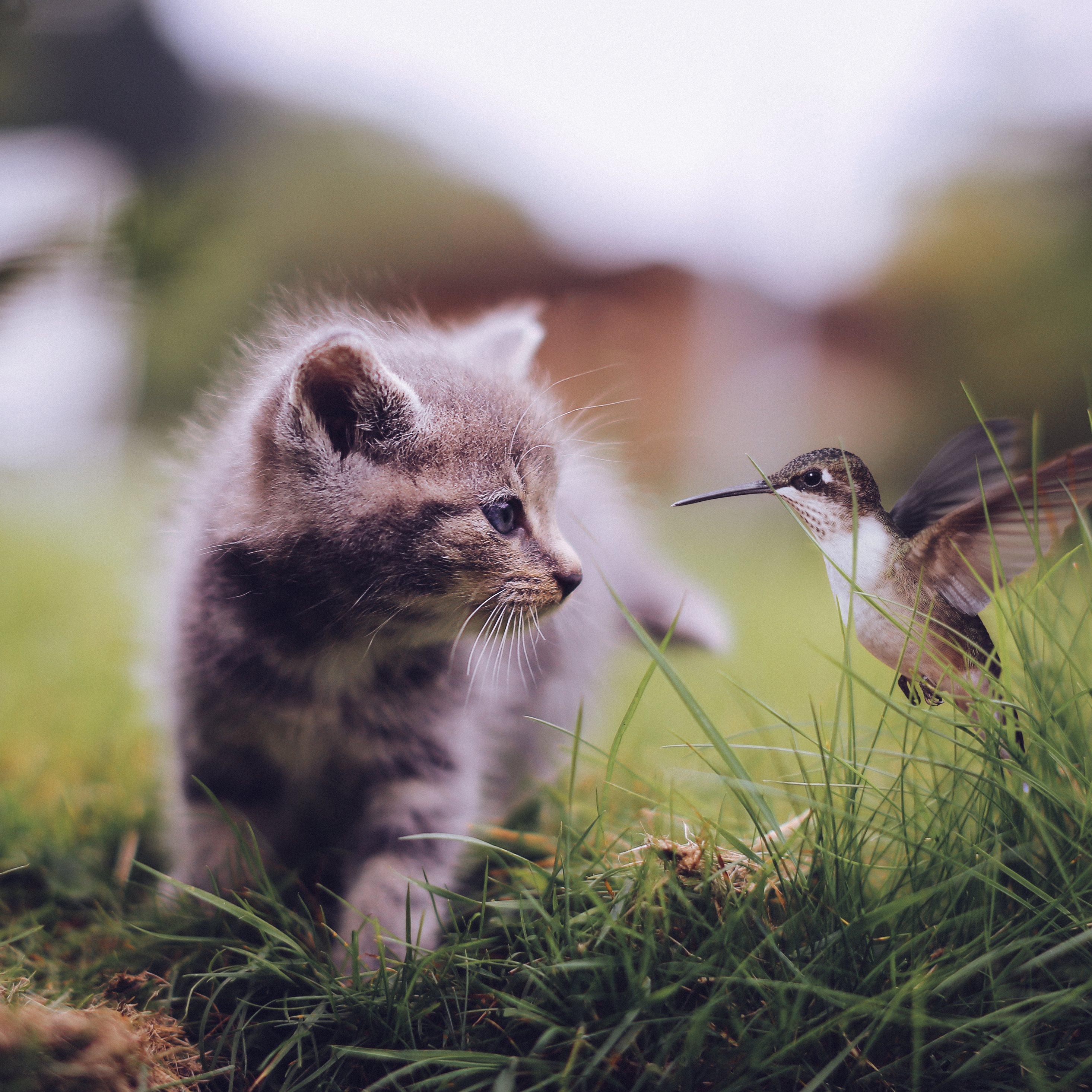 Царство птиц и зверей я сделаю тебя. Кошка на природе. Природа животный мир. Птички для кошек. Животные летом.