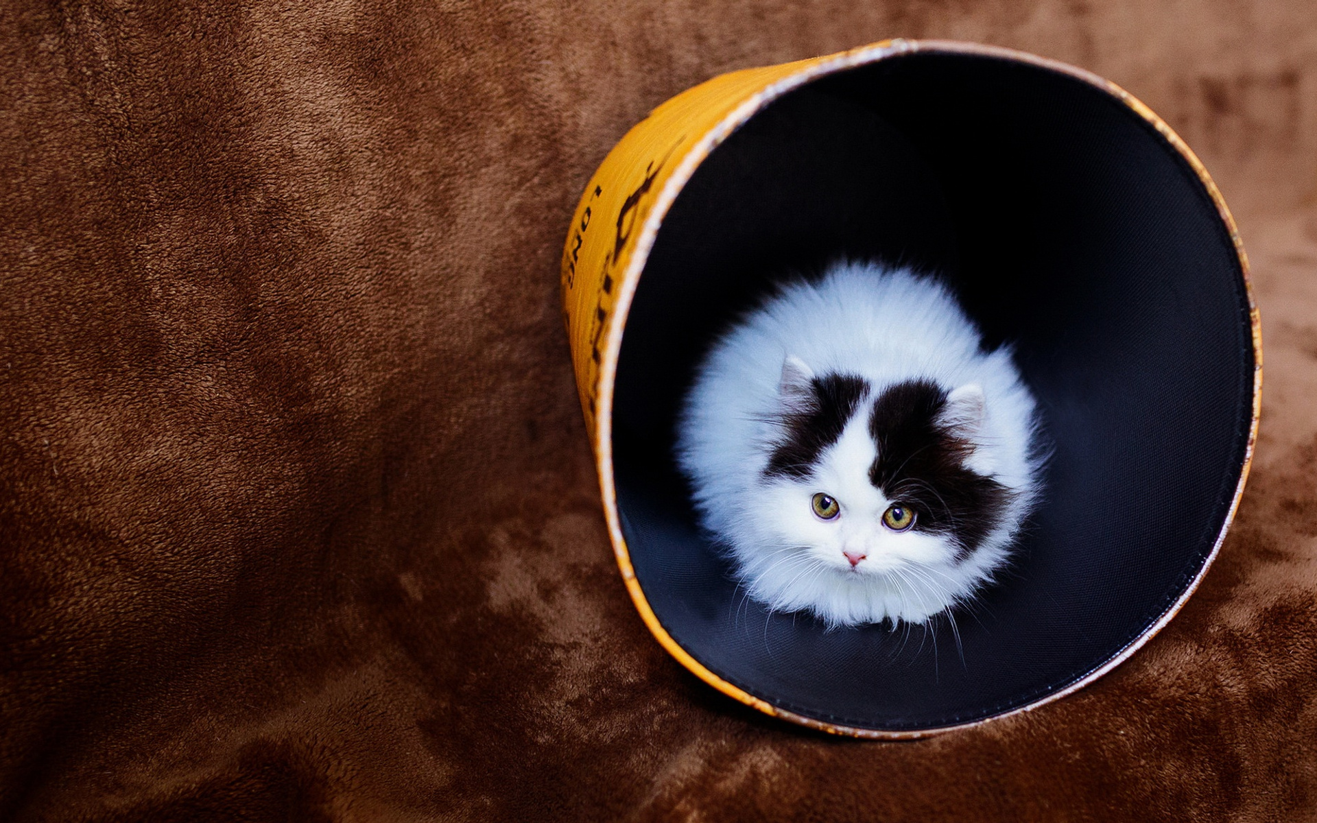 1920x1200 Cat In Bucket 1080P Resolution HD 4k Wallpapers, Images