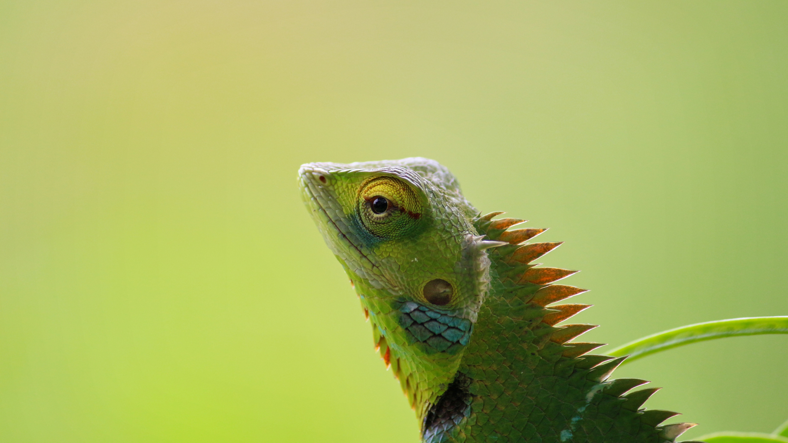 2560x1440 Chameleon 5k 1440P Resolution ,HD 4k Wallpapers,Images ...