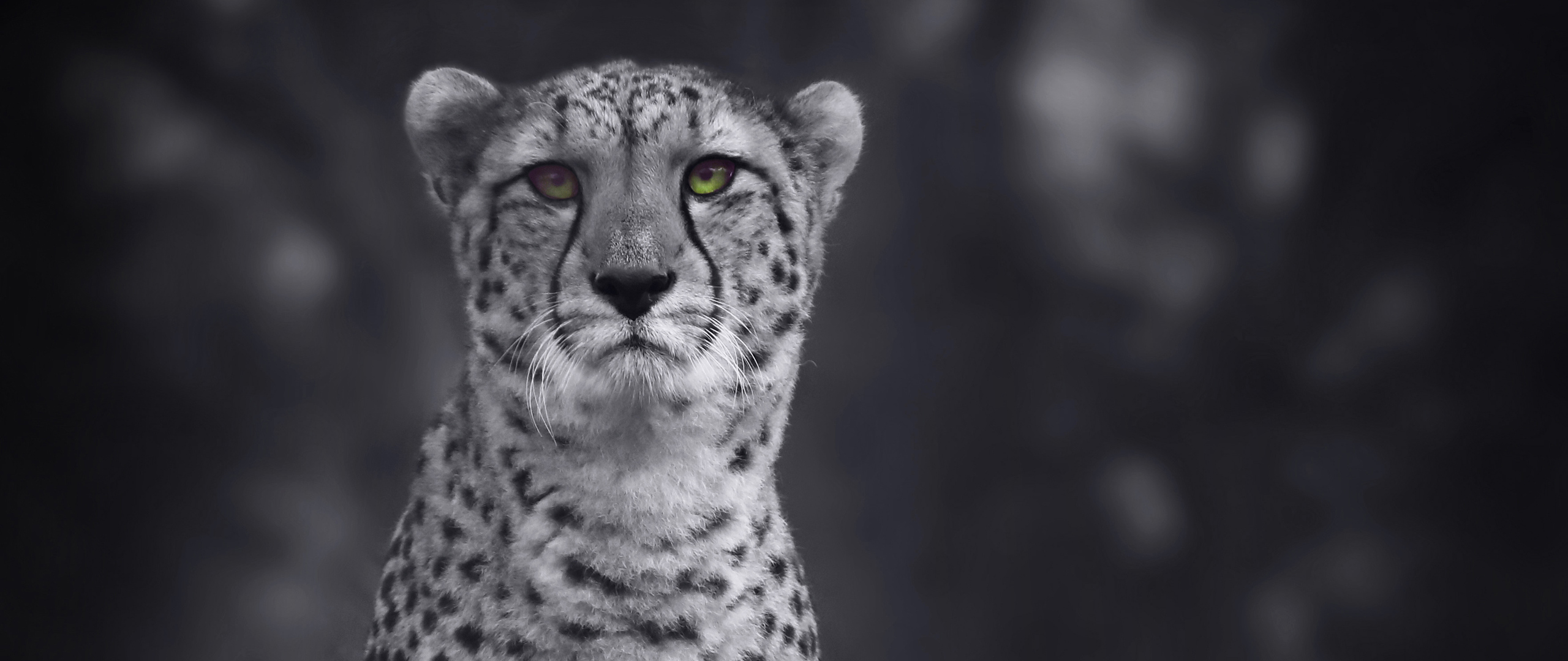 cheetah-monochrome-4k-th-2560x1080.jpg
