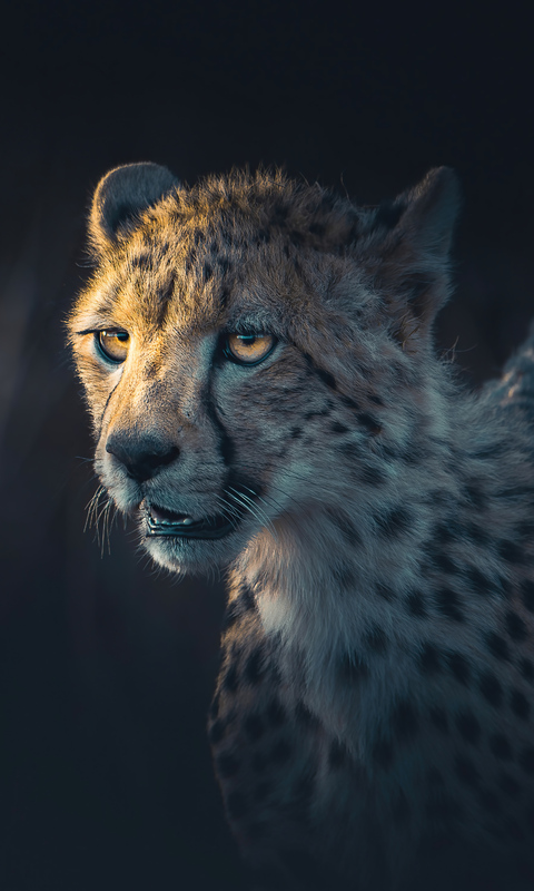 cheetah-portrait-gv.jpg