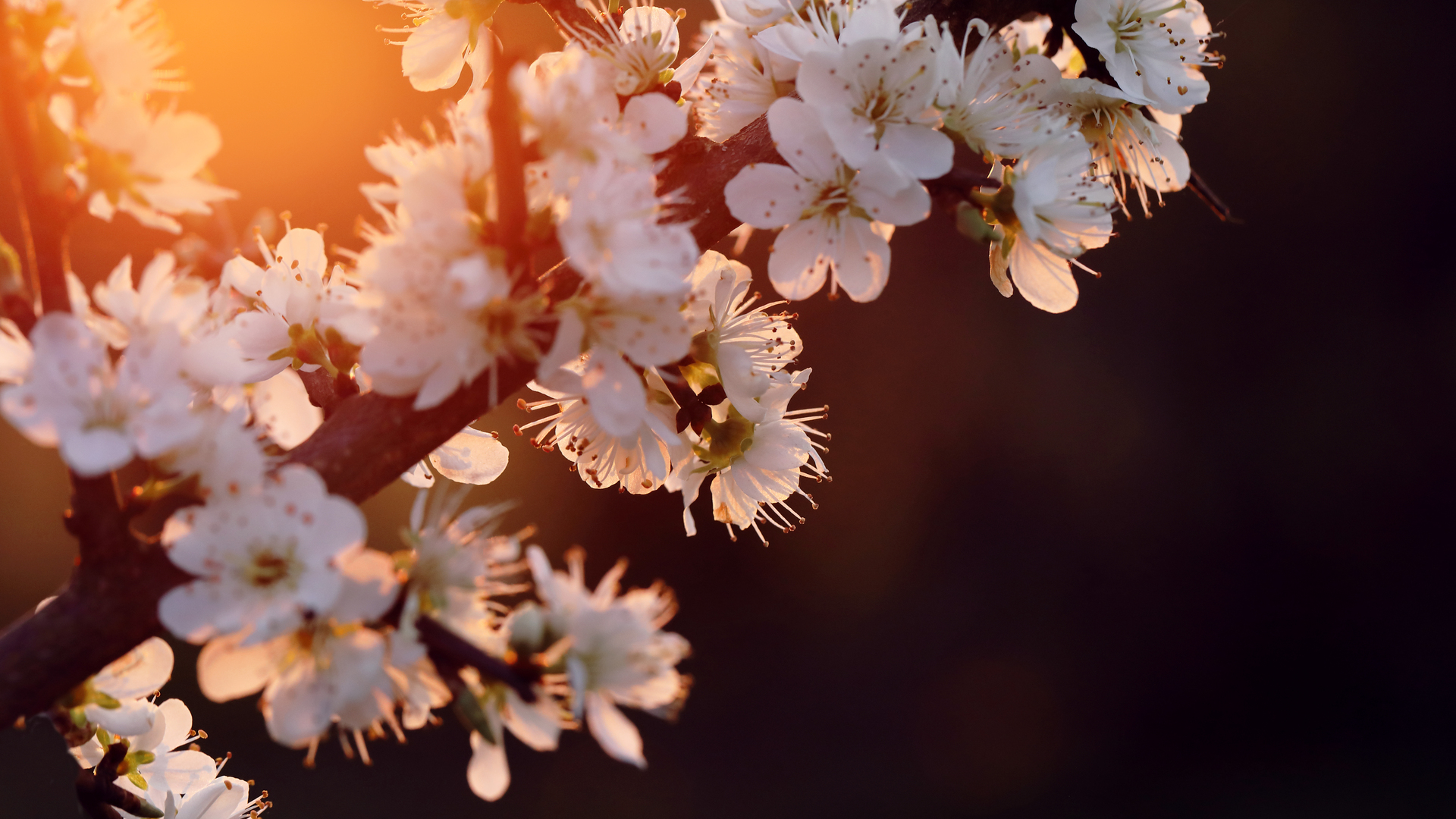 cherry-blossom-5k-ko.jpg