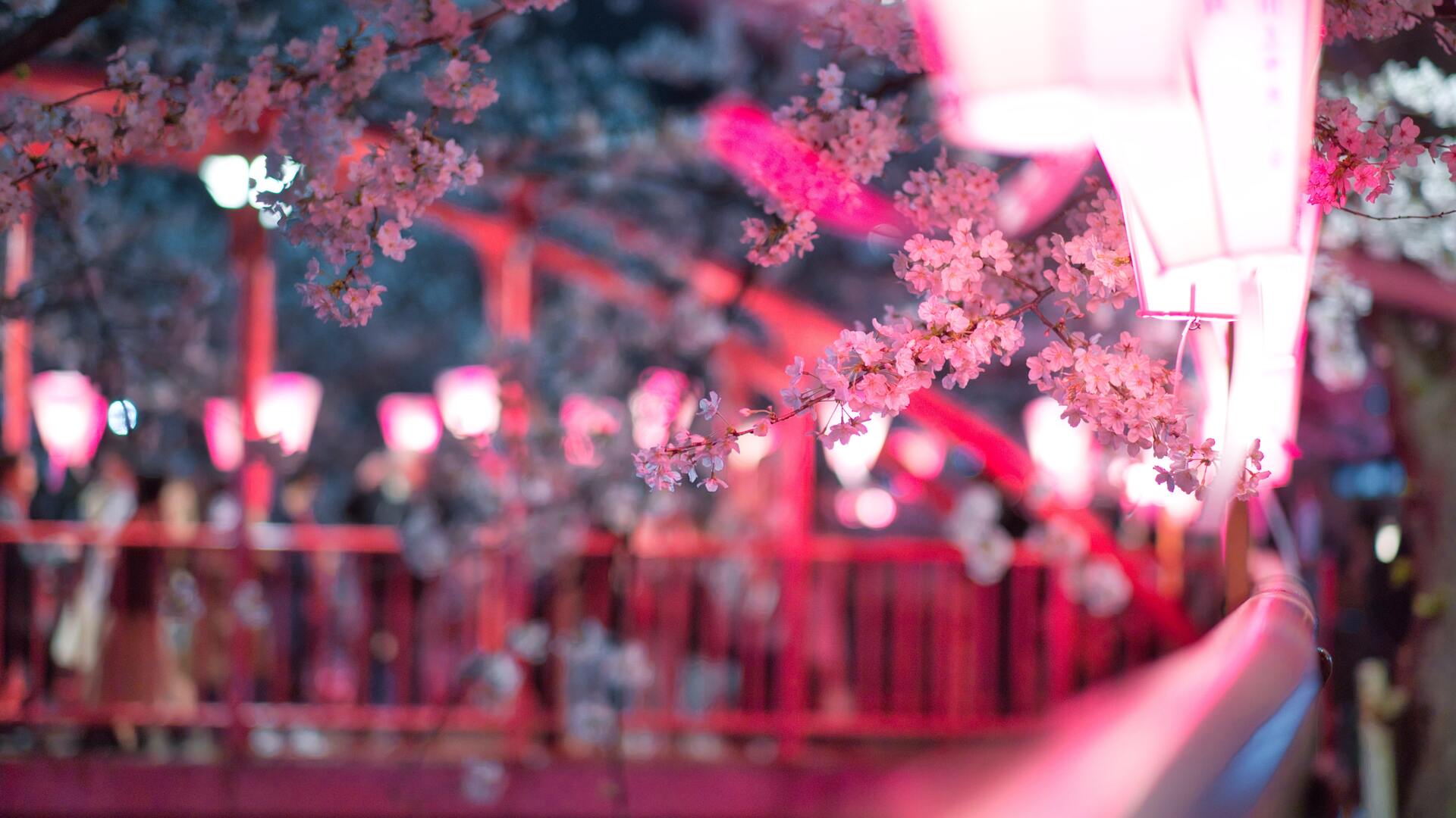 Cherry Blossom Flora Flowers HD Wallpaper - KDE Store