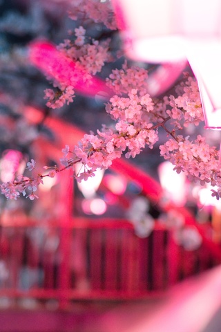 cherry-blossom-flora-flowers-5k-op.jpg