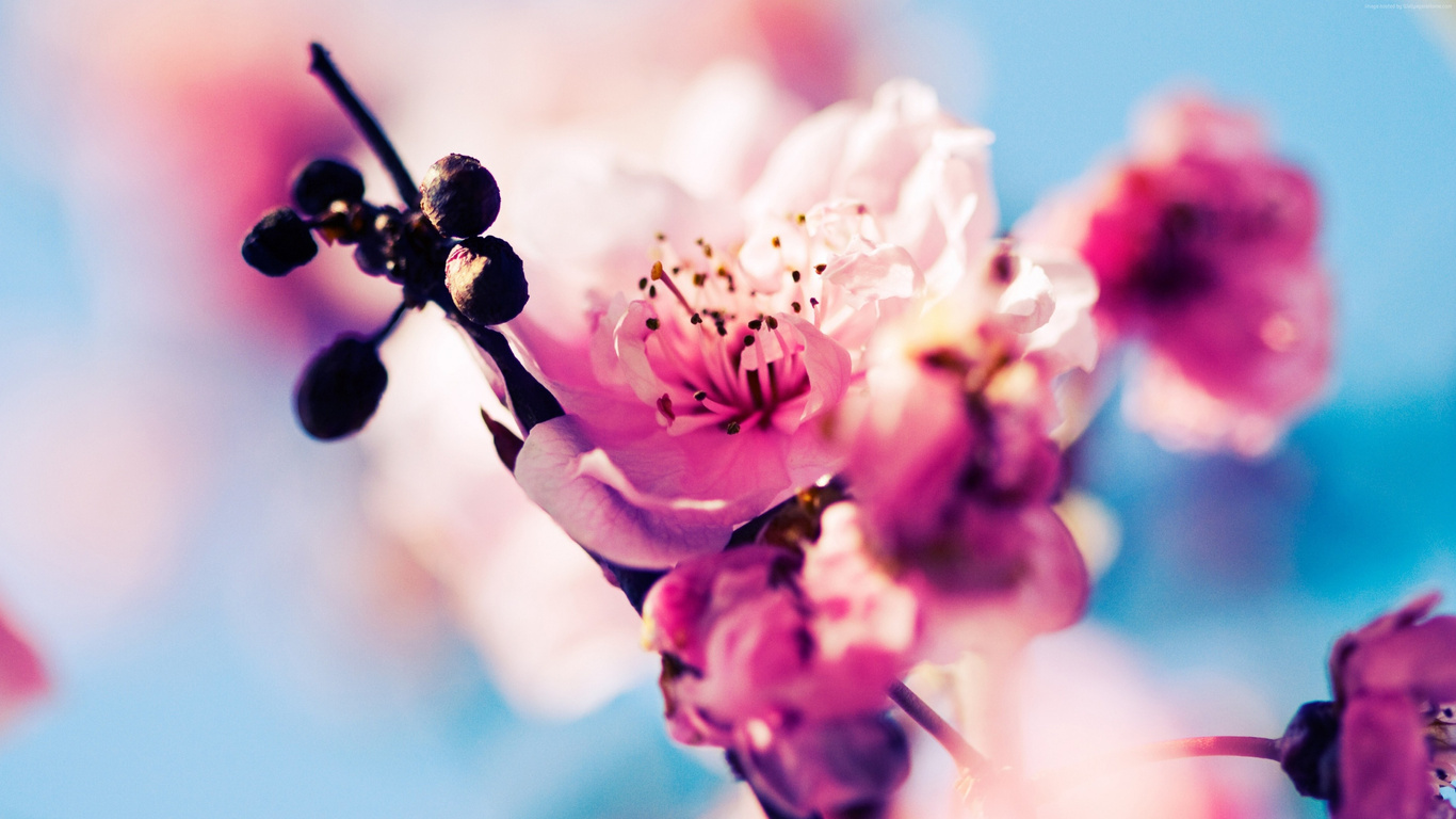 1366x768 Cherry Blossom 1366x768 Resolution HD 4k Wallpapers, Images ...