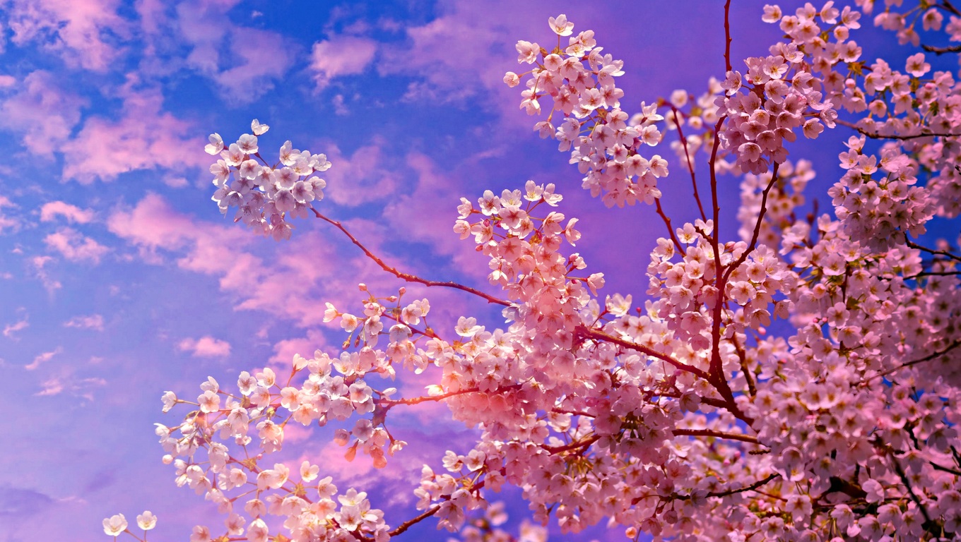 1360x768 Cherry Blossom Tree 4k 5k Laptop HD HD 4k Wallpapers, Images,  Backgrounds, Photos and Pictures