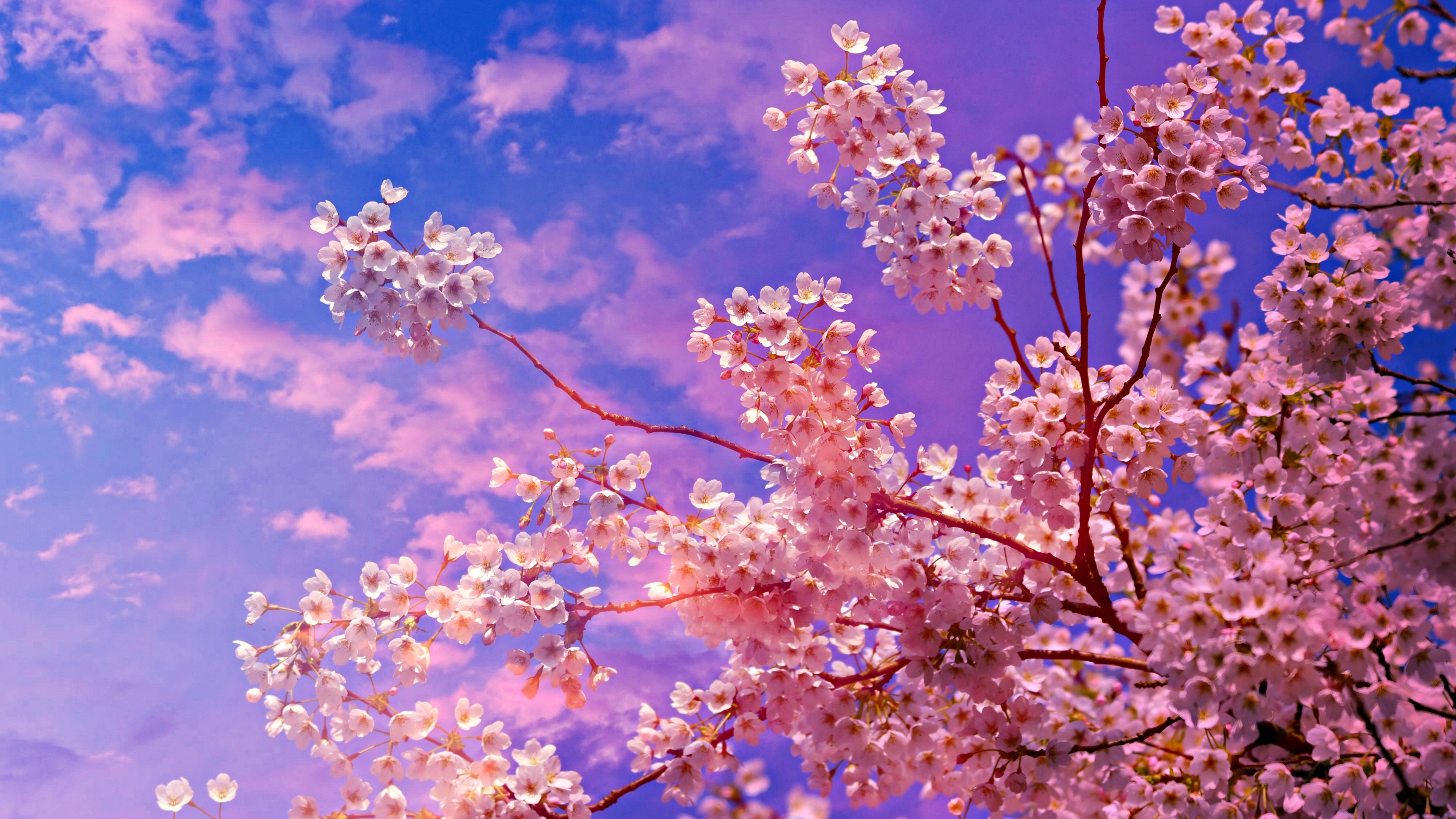 3840x2160 Cherry Blossom Tree 4k 5k 4k HD 4k Wallpapers, Images