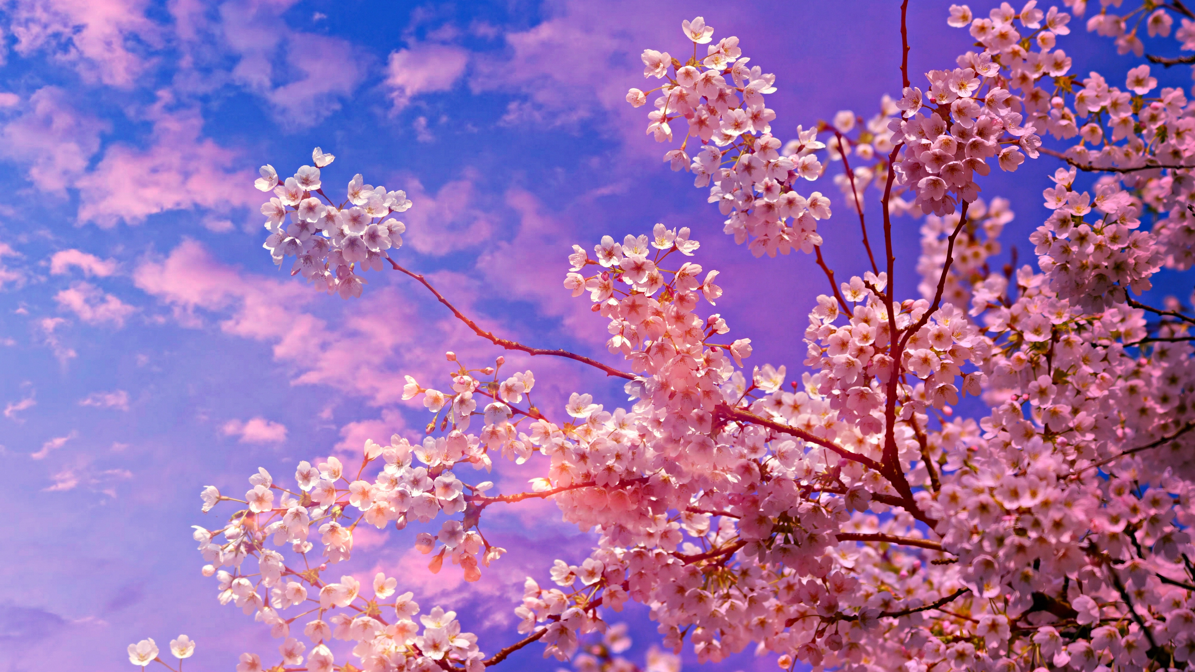 3840x2160 Cherry Blossom Tree 4k 5k 4K ,HD 4k Wallpapers,Images