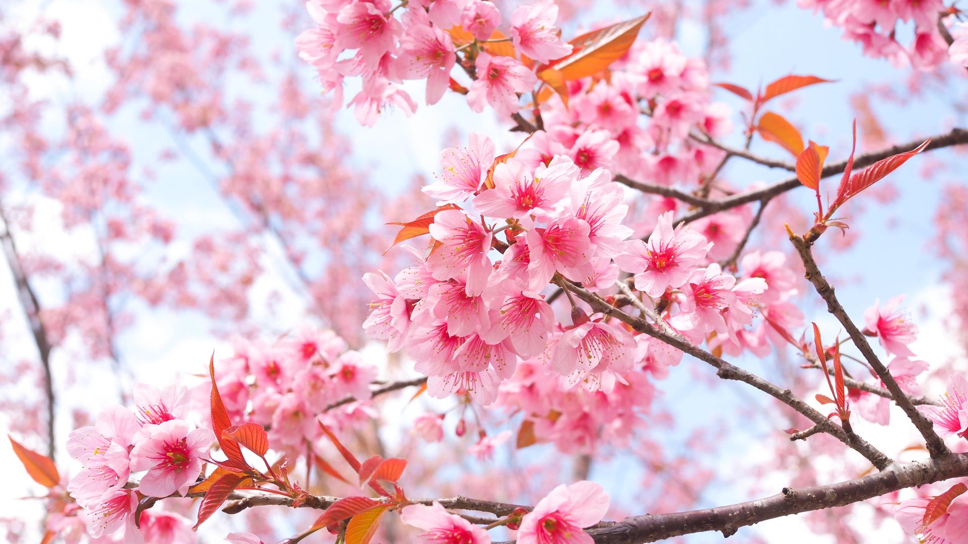 1920x1080 Cherry Blossom Tree Branches 4k Laptop Full HD 1080P HD 4k  Wallpapers, Images, Backgrounds, Photos and Pictures