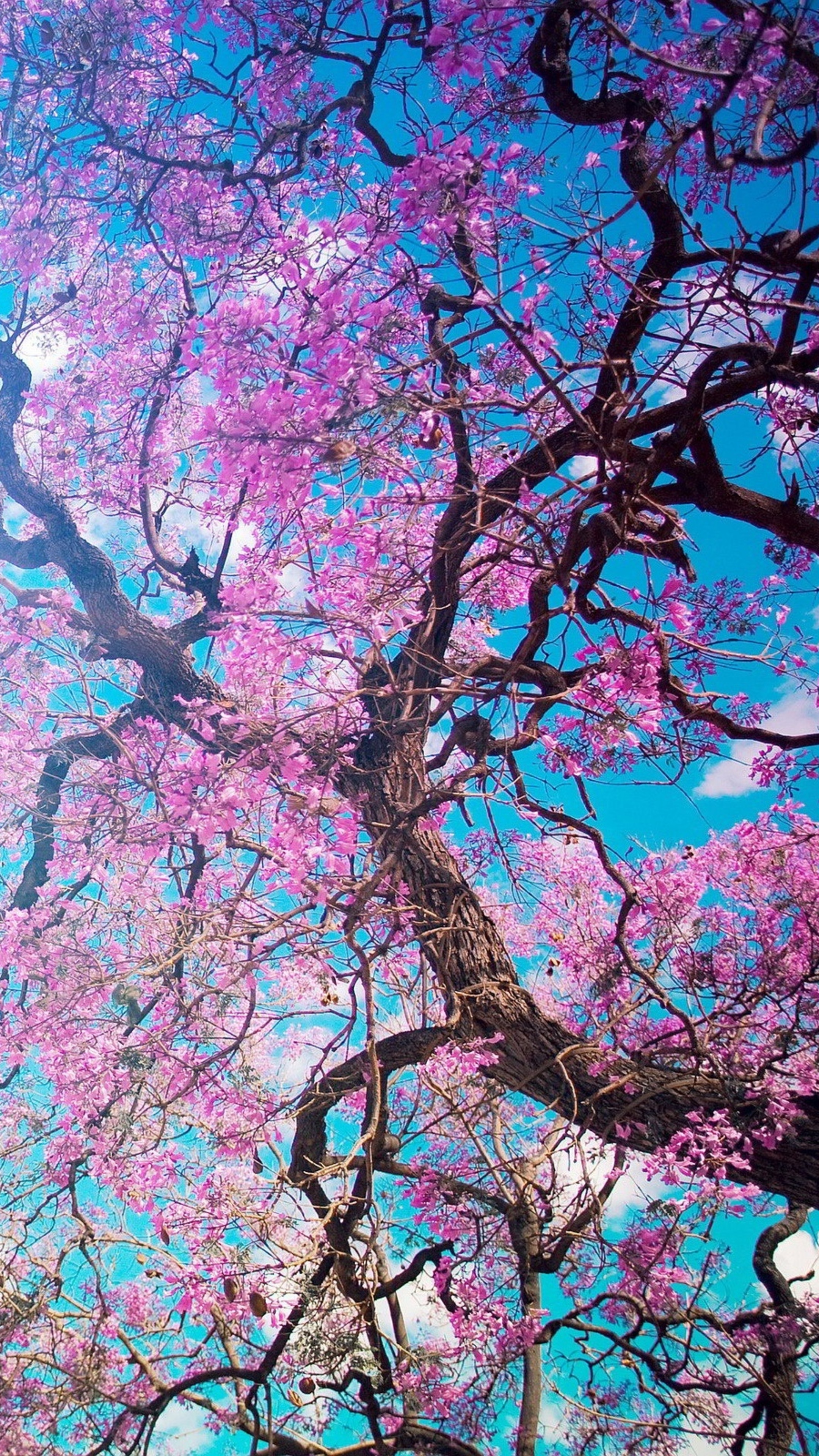 Фон главный экран телефона. Весеннее дерево. Розовое дерево. Красивая Сакура. Картины на телефон.