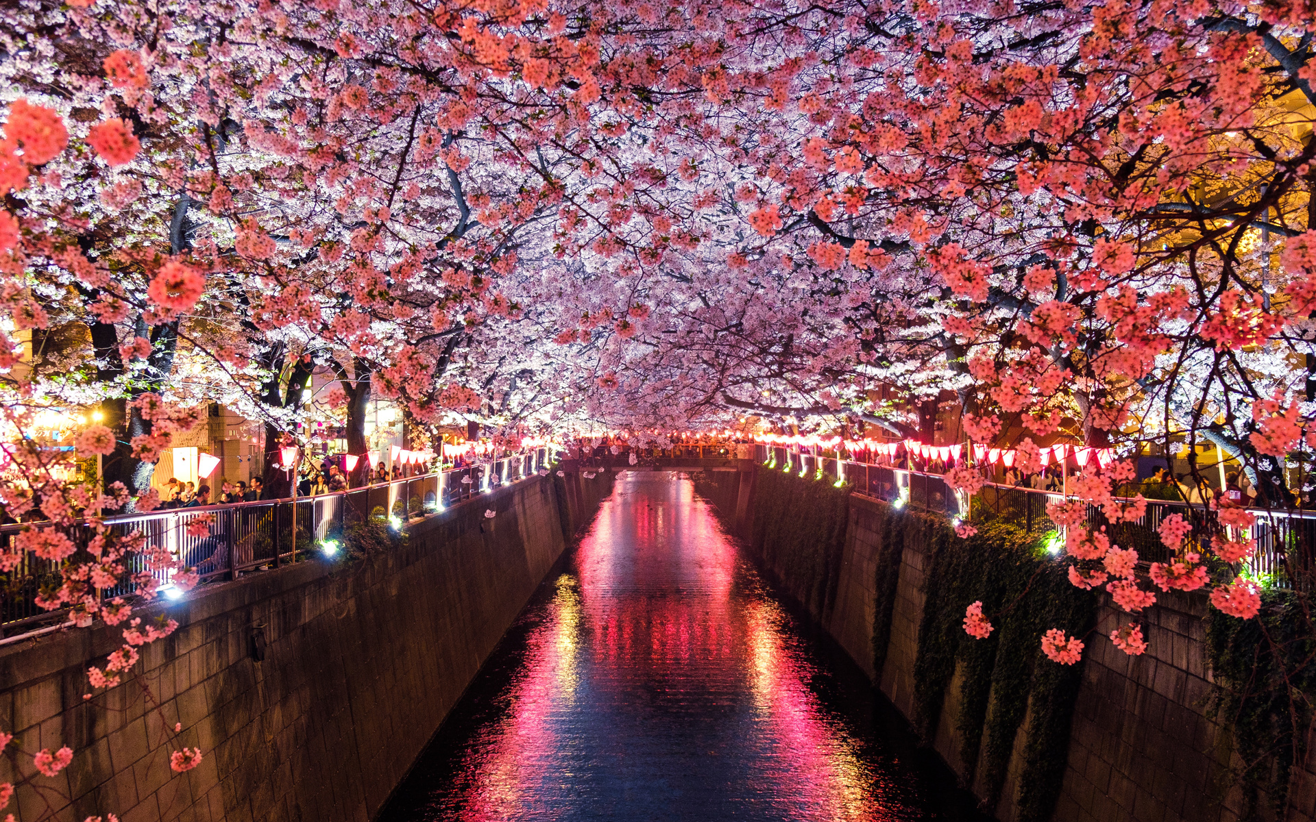 1920x1200 Cherry Blossom Trees Covering River Canal 1080P Resolution ...