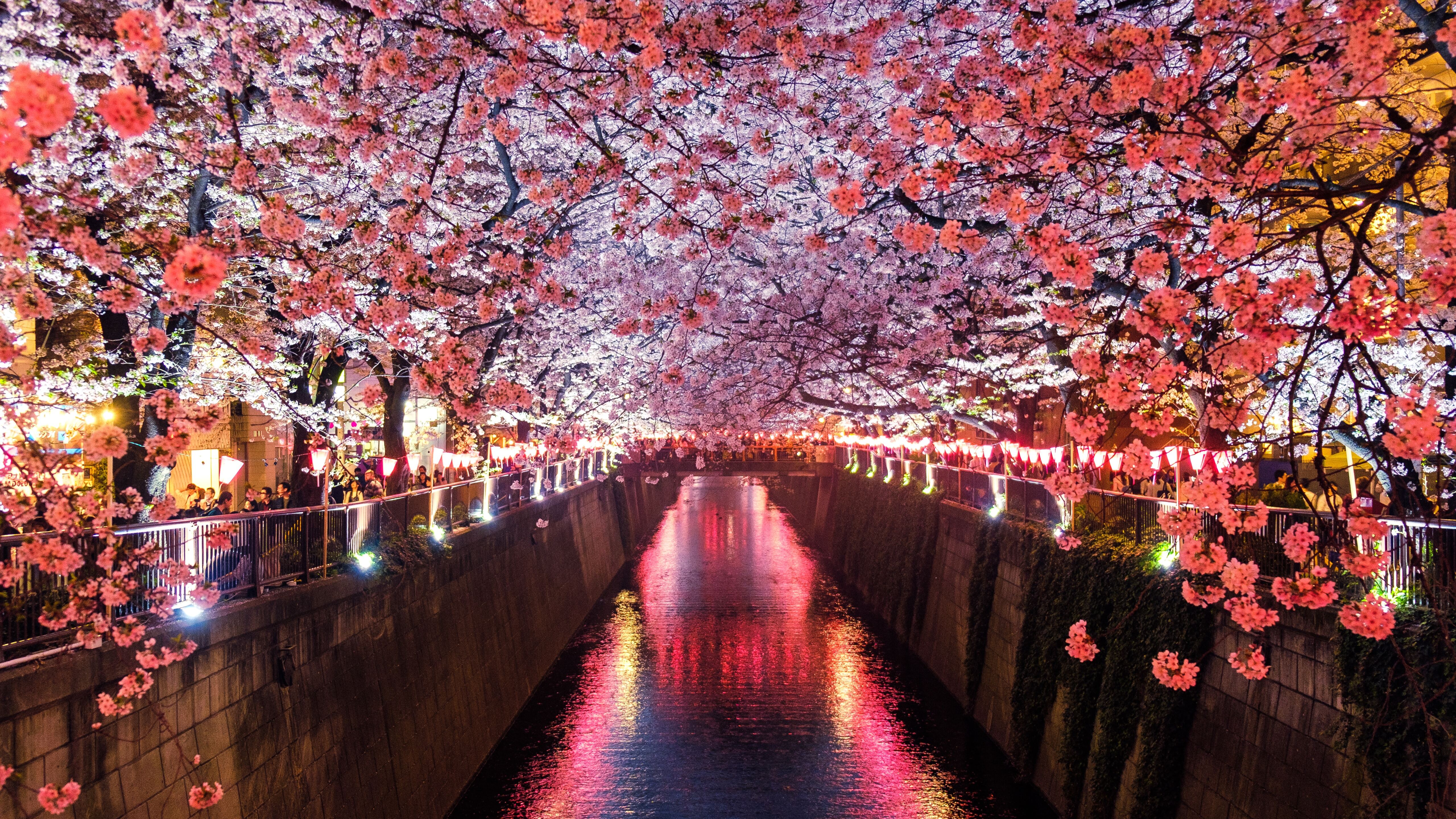 5120x2880 Cherry Blossom Trees Covering River Canal 5k HD 4k Wallpapers,  Images, Backgrounds, Photos and Pictures