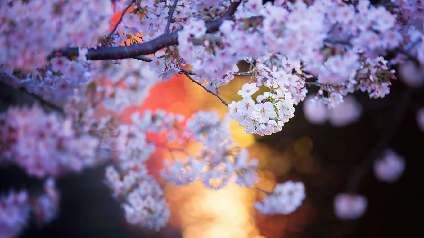 1366x768 Cherry Blossoms Laptop Hd ,hd 4k Wallpapers,images,backgrounds 