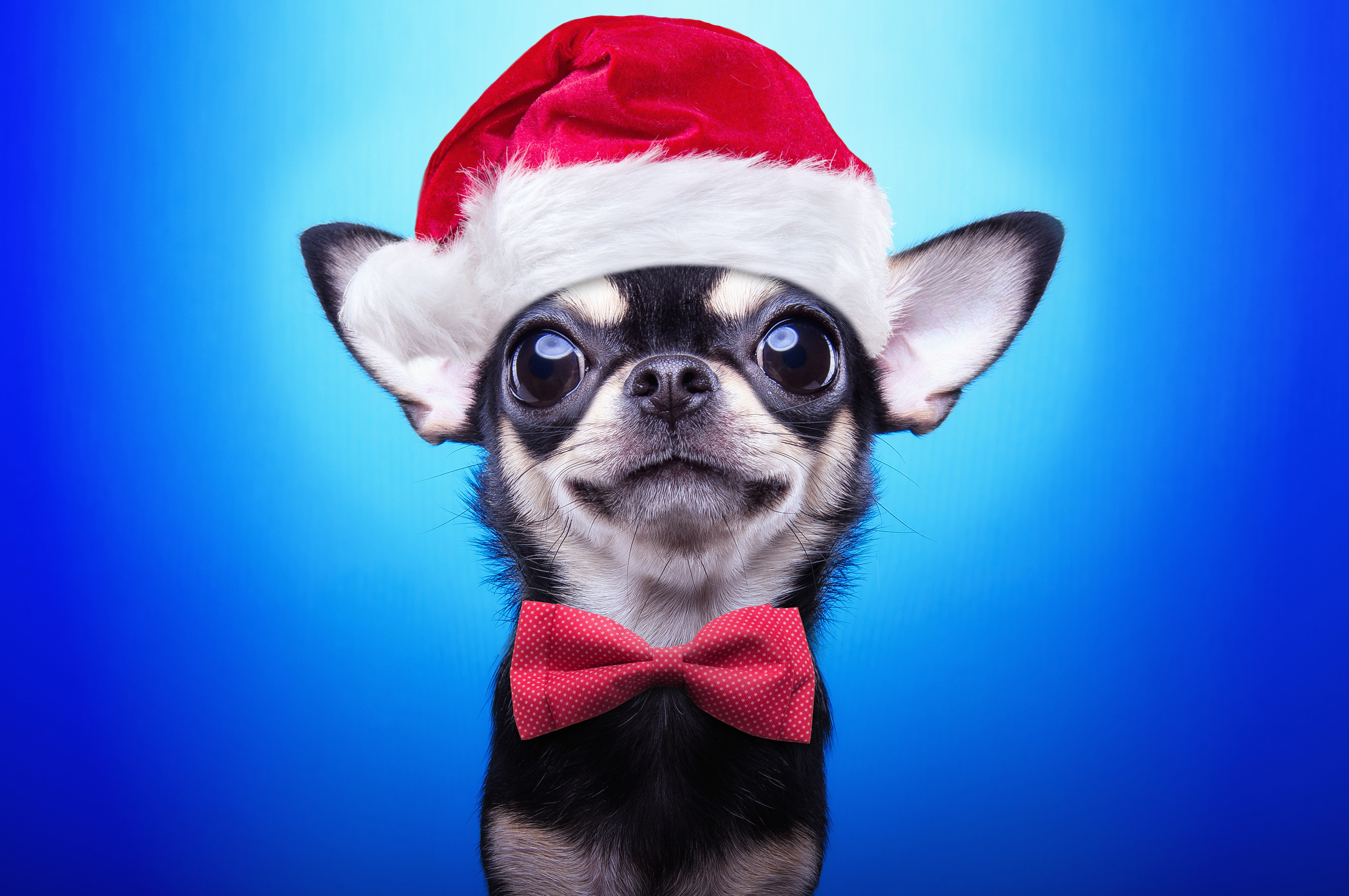 2560x1700 Christmas Puppy Chromebook Pixel ,HD 4k Wallpapers,Images ...