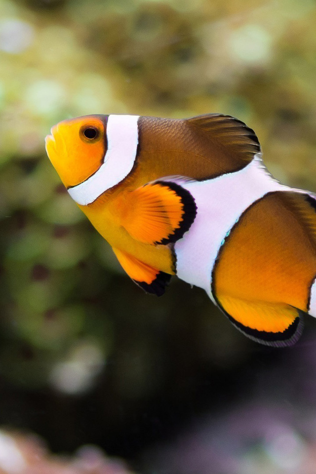 Iphone Wallpaper Clownfish - All Phone Wallpaper HD