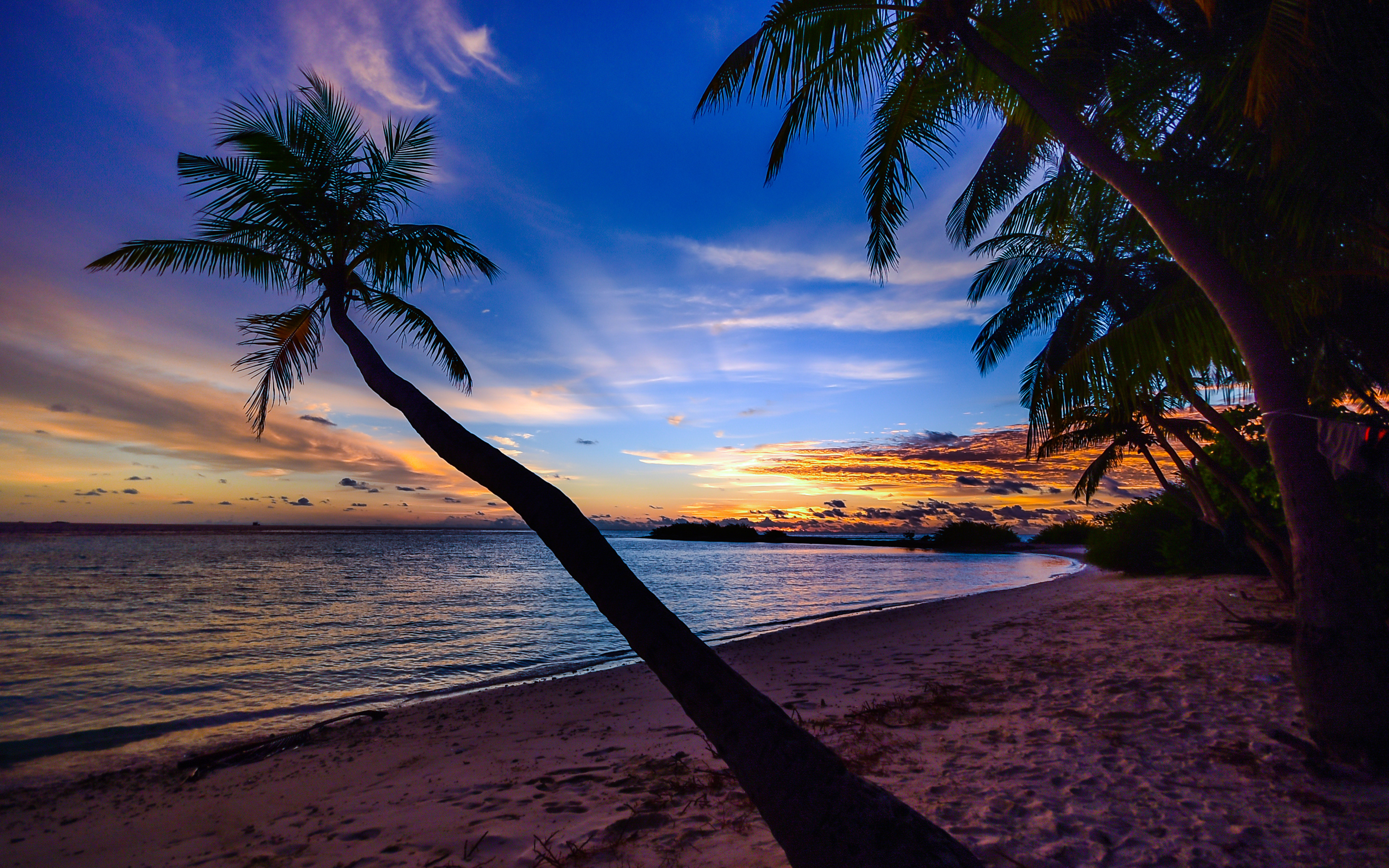 Beach tree. Сансет Бич Sunset Beach. Сансет Бич пальмы. Сансет Бич пляж. Пляж с пальмами.