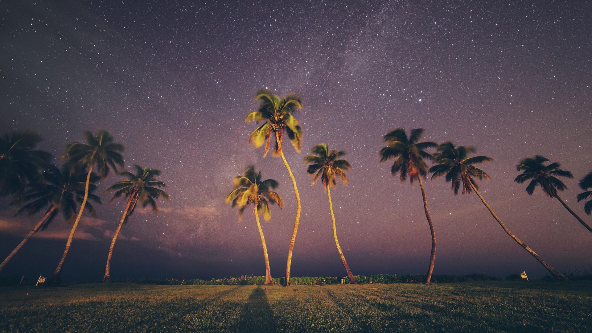 1920x1080 Coconut Trees Under Starry Sky Laptop Full HD 1080P HD 4k  Wallpapers, Images, Backgrounds, Photos and Pictures
