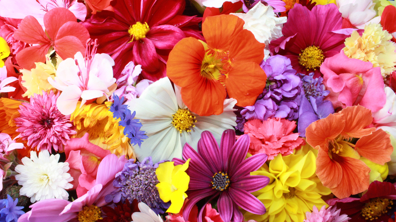 1366x768 Colorful HD Flowers Laptop HD ,HD 4k Wallpapers,Images ...